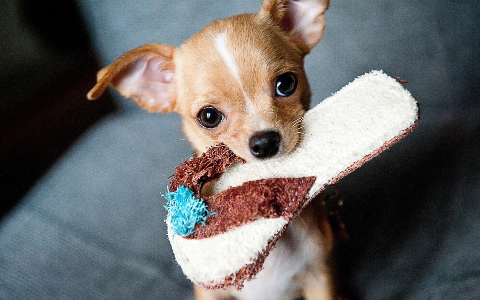 1920x1200 Chihuahua (Slipper, Face, Look) HD Dog Wallpaper