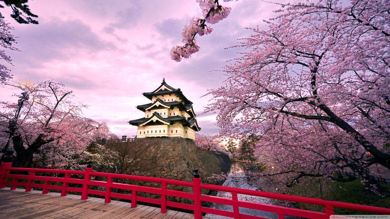 1600x900 Cherry Blossoms, Japan Ultra HD Desktop Background Wallpaper