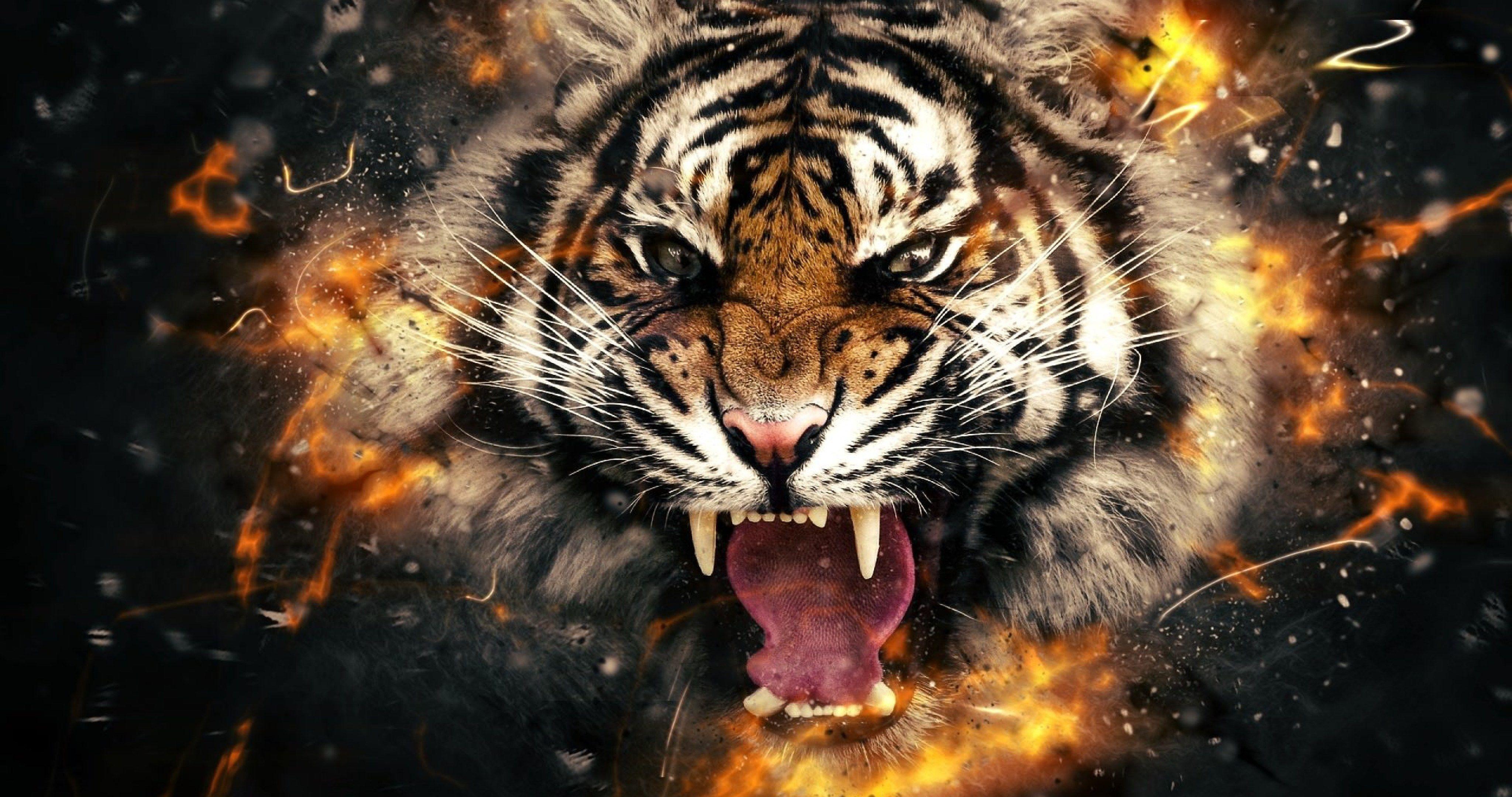 Aggressive Tiger Wallpapers Top Free Aggressive Tiger Backgrounds Wallpaperaccess