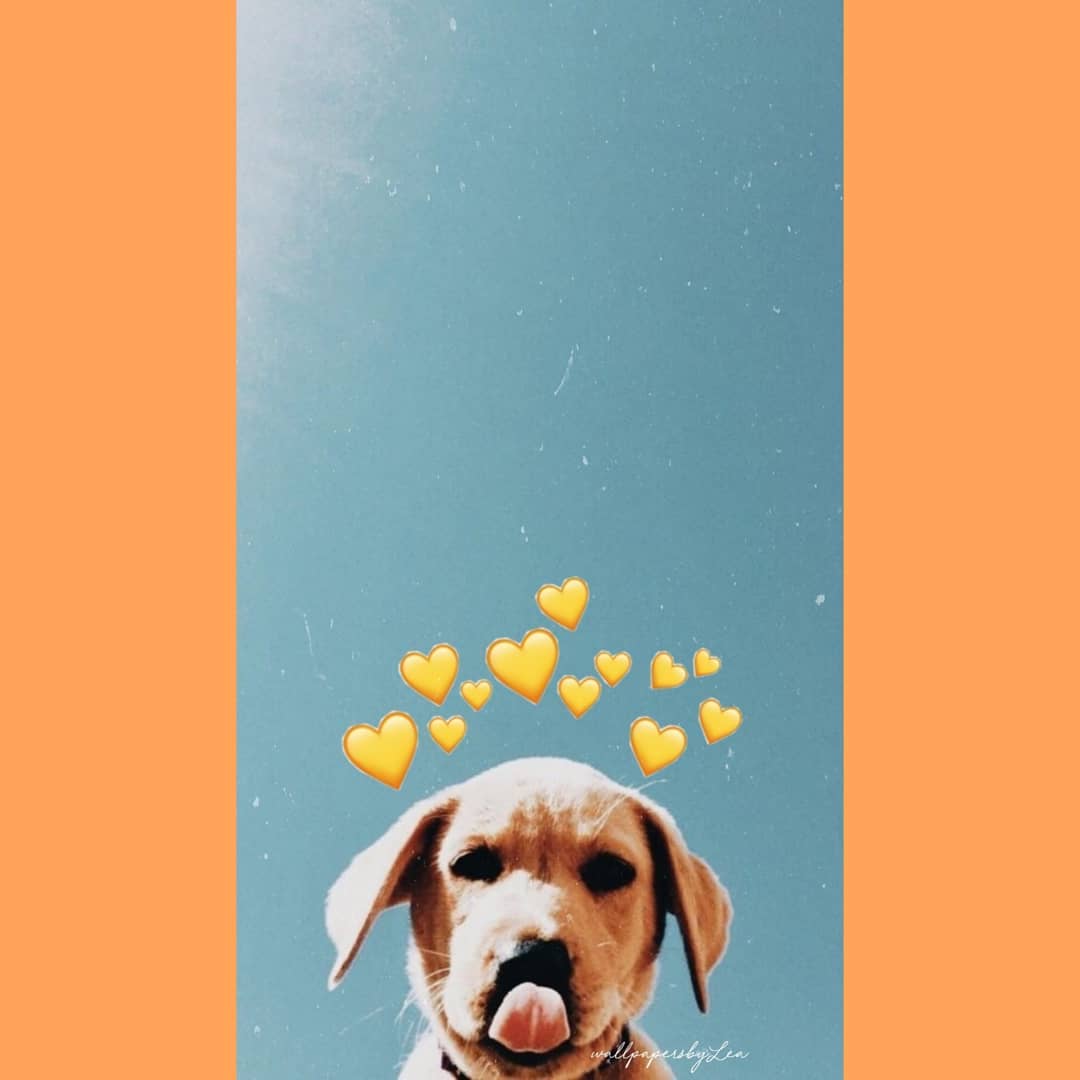  Dog  Aesthetic  Wallpapers  Top Free Dog  Aesthetic  