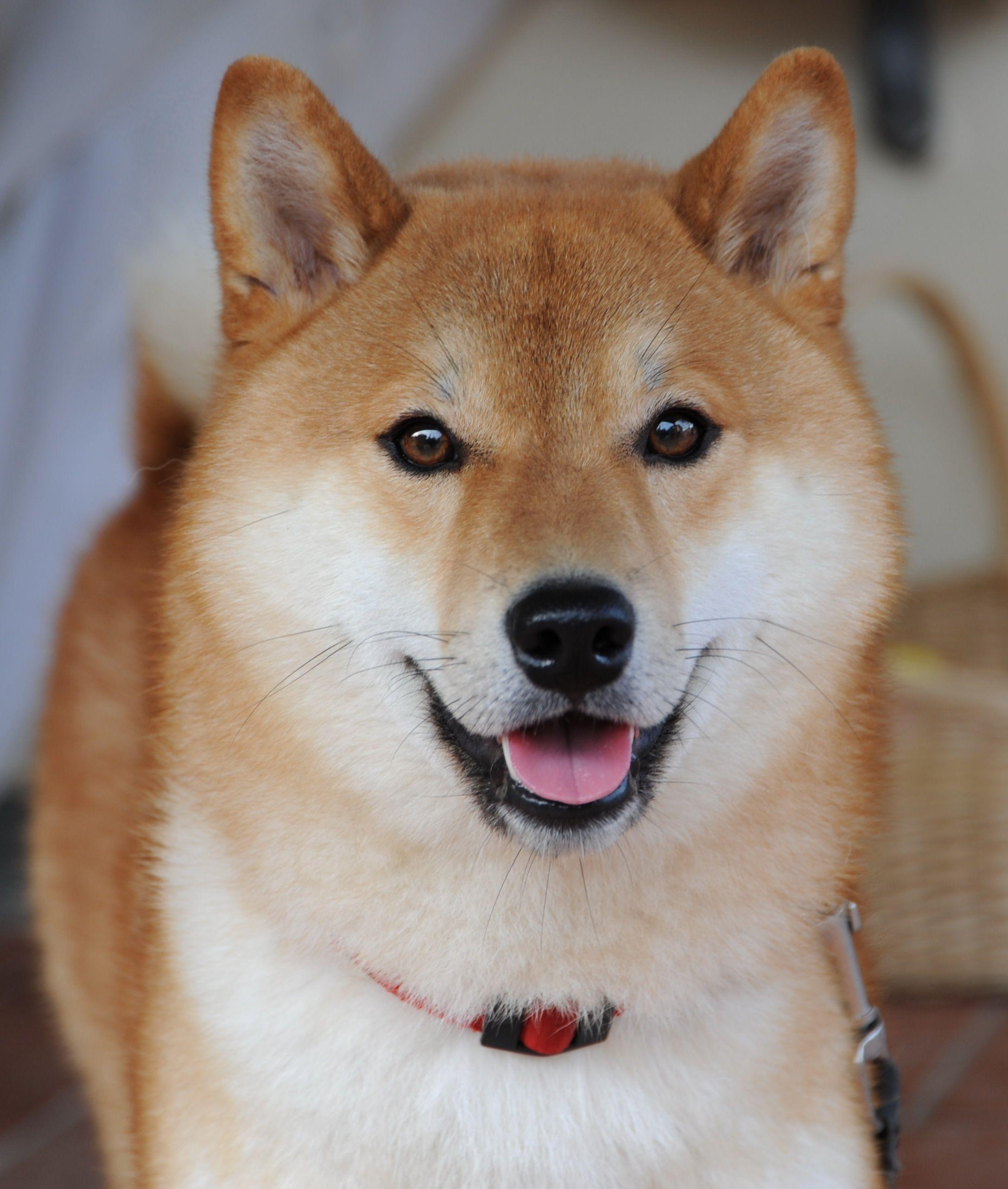 2175x2563 Lovely Shiba Inu dog photo and wallpaper. Beautiful Lovely Shiba Inu dog picture