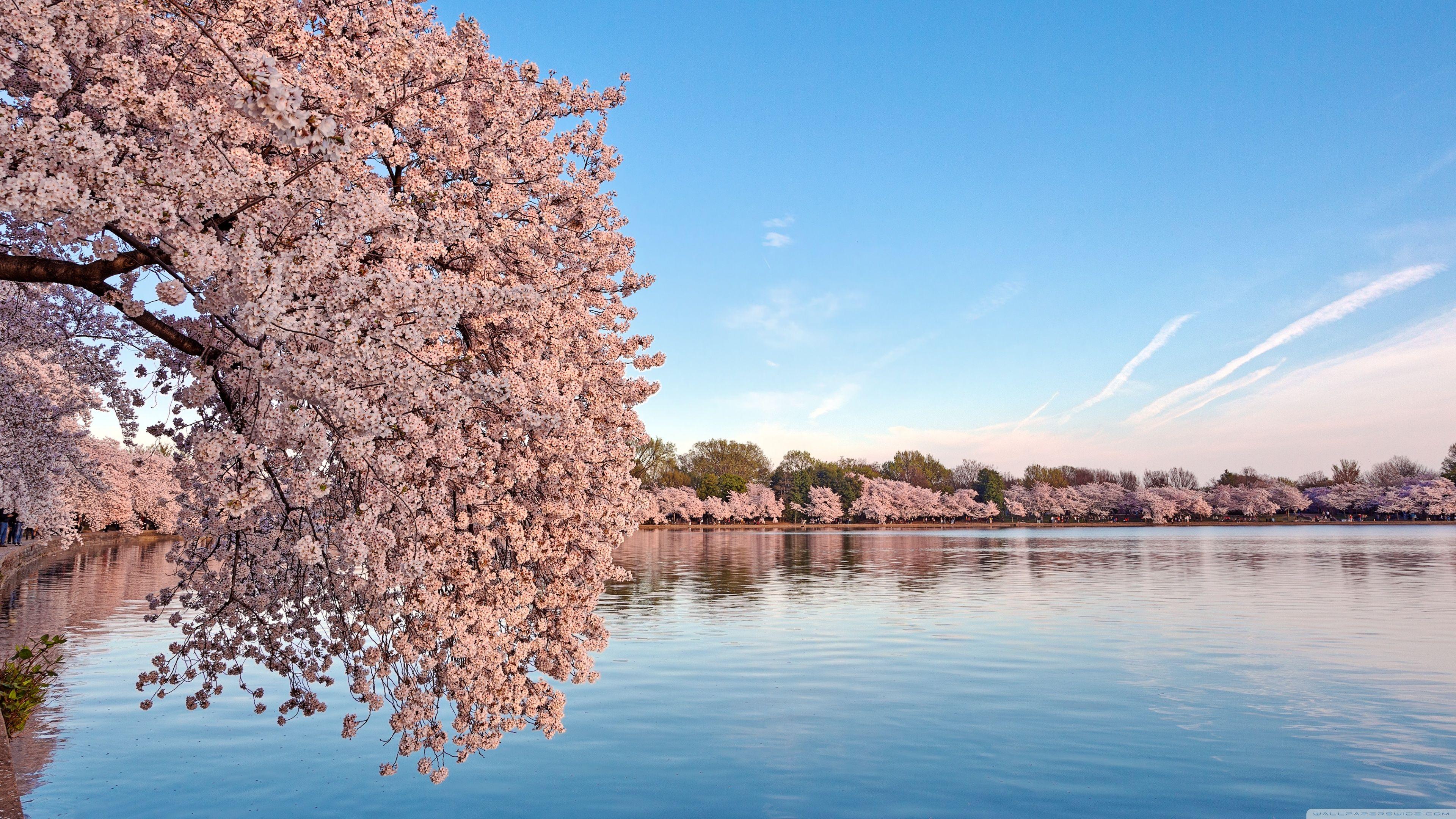 Washington DC Cherry Blossom Wallpapers - Top Free Washington DC Cherry