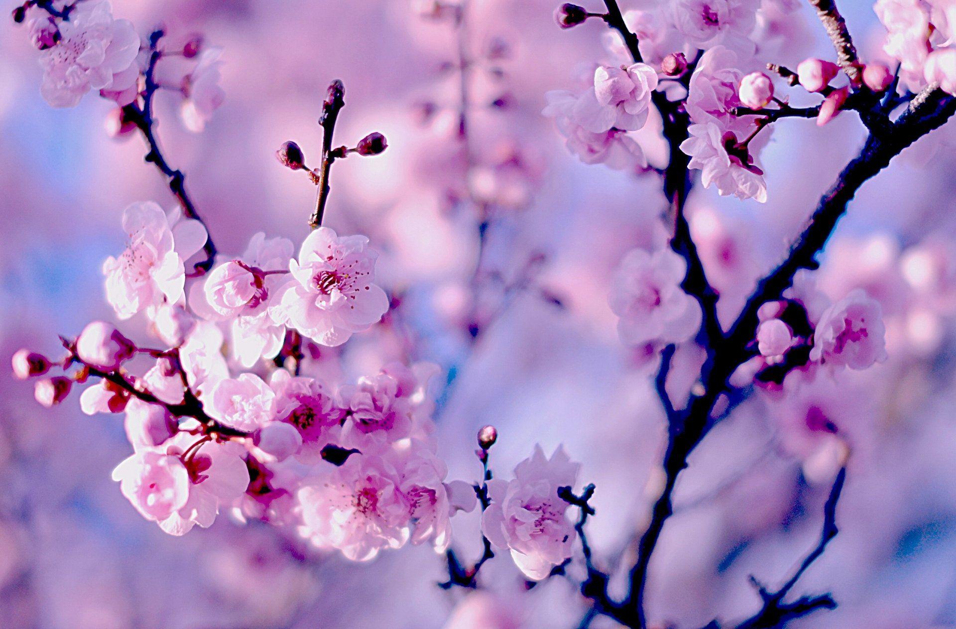 Cherry Blossom Wallpapers 73 pictures