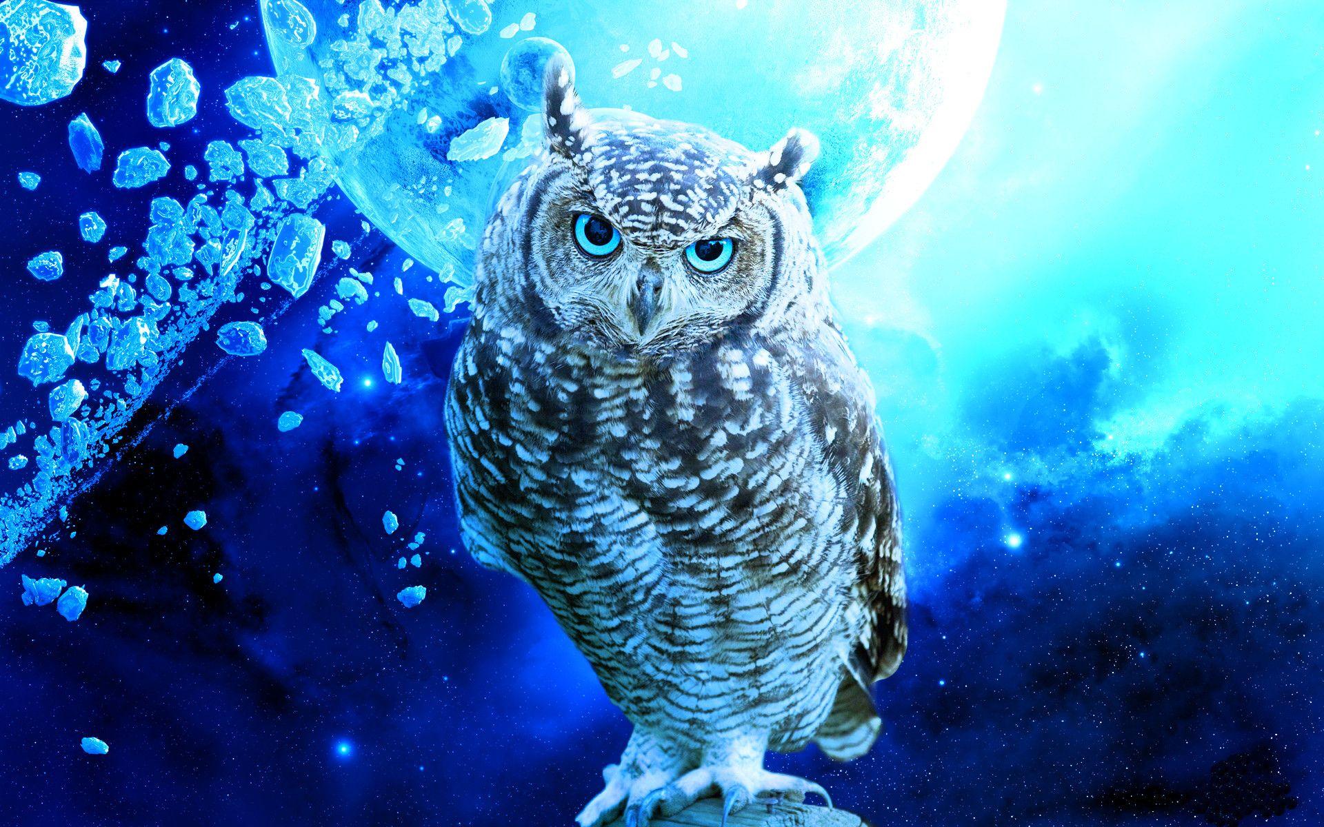 1920x1200 Owl iPhone Wallpaper