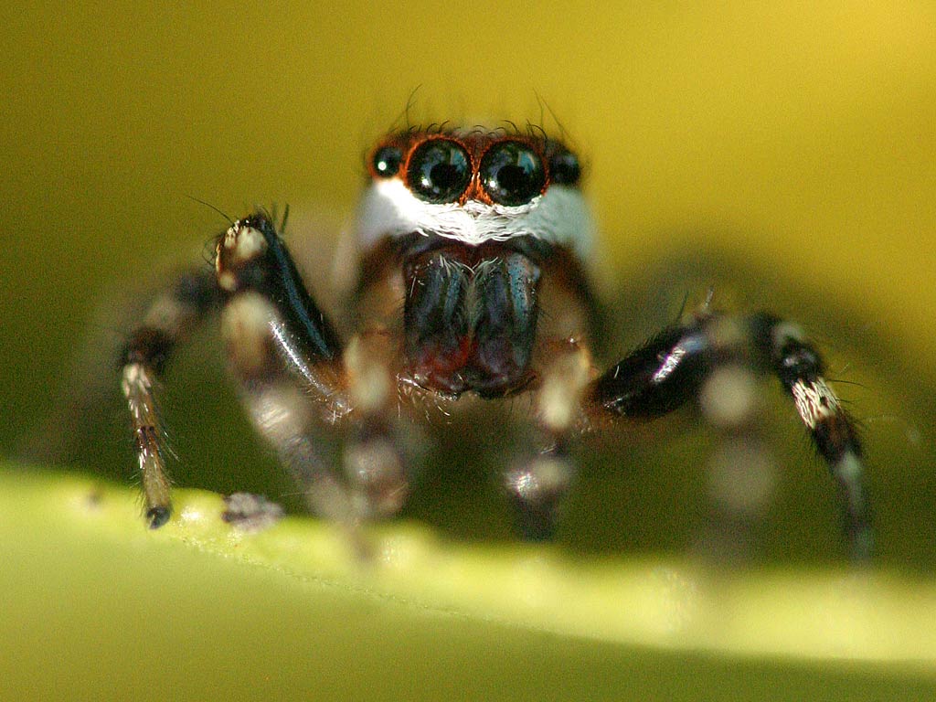 1024x768 Halloween Spider Wallpaper 1024x768