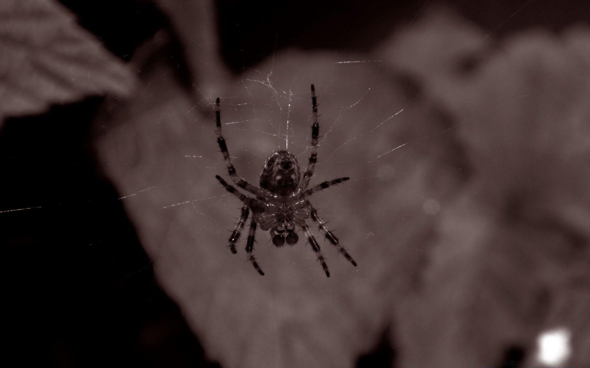 1920x1200 Scary Spider Wallpaper