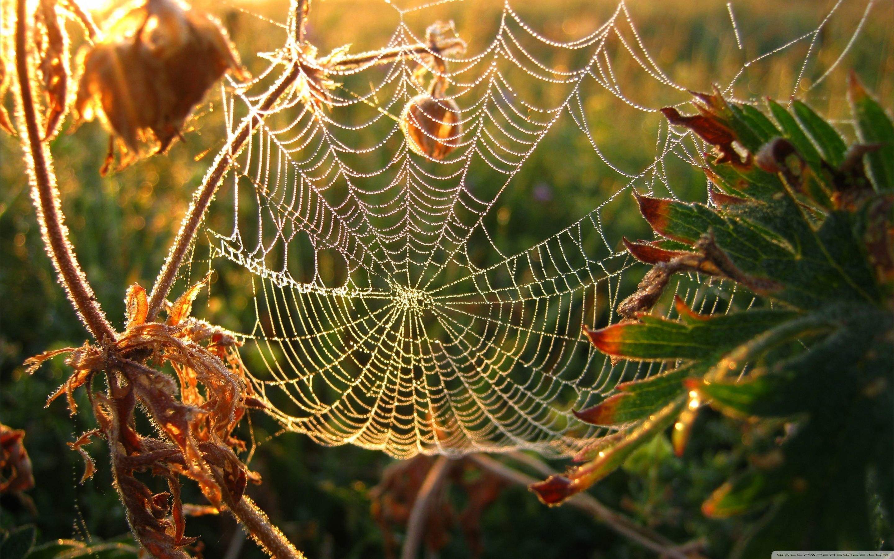 2880x1800 Halloween Wallpaper and Picture, Time To Decorate Your Room