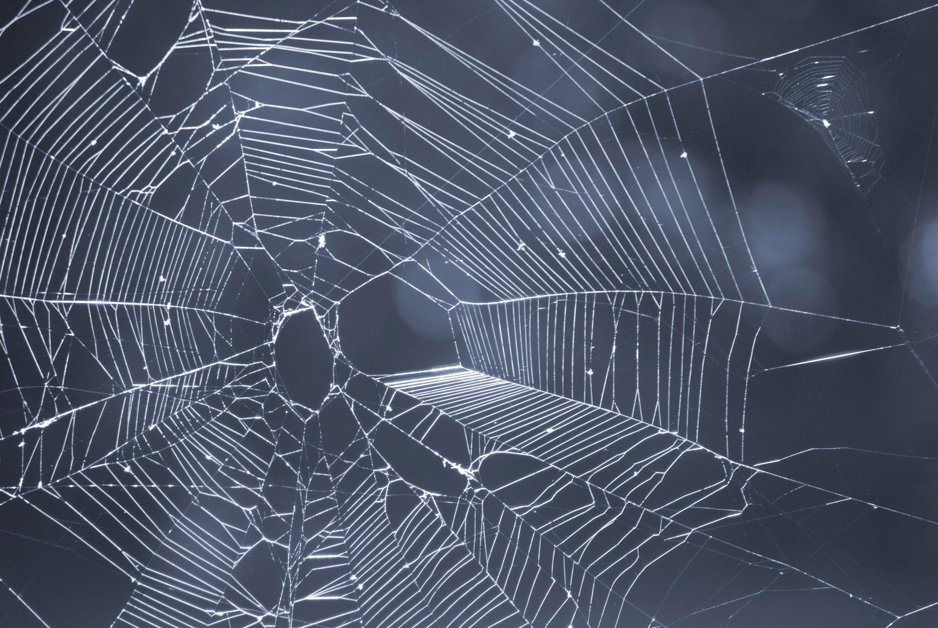 3000x2008 Halloween Spider Wallpaper