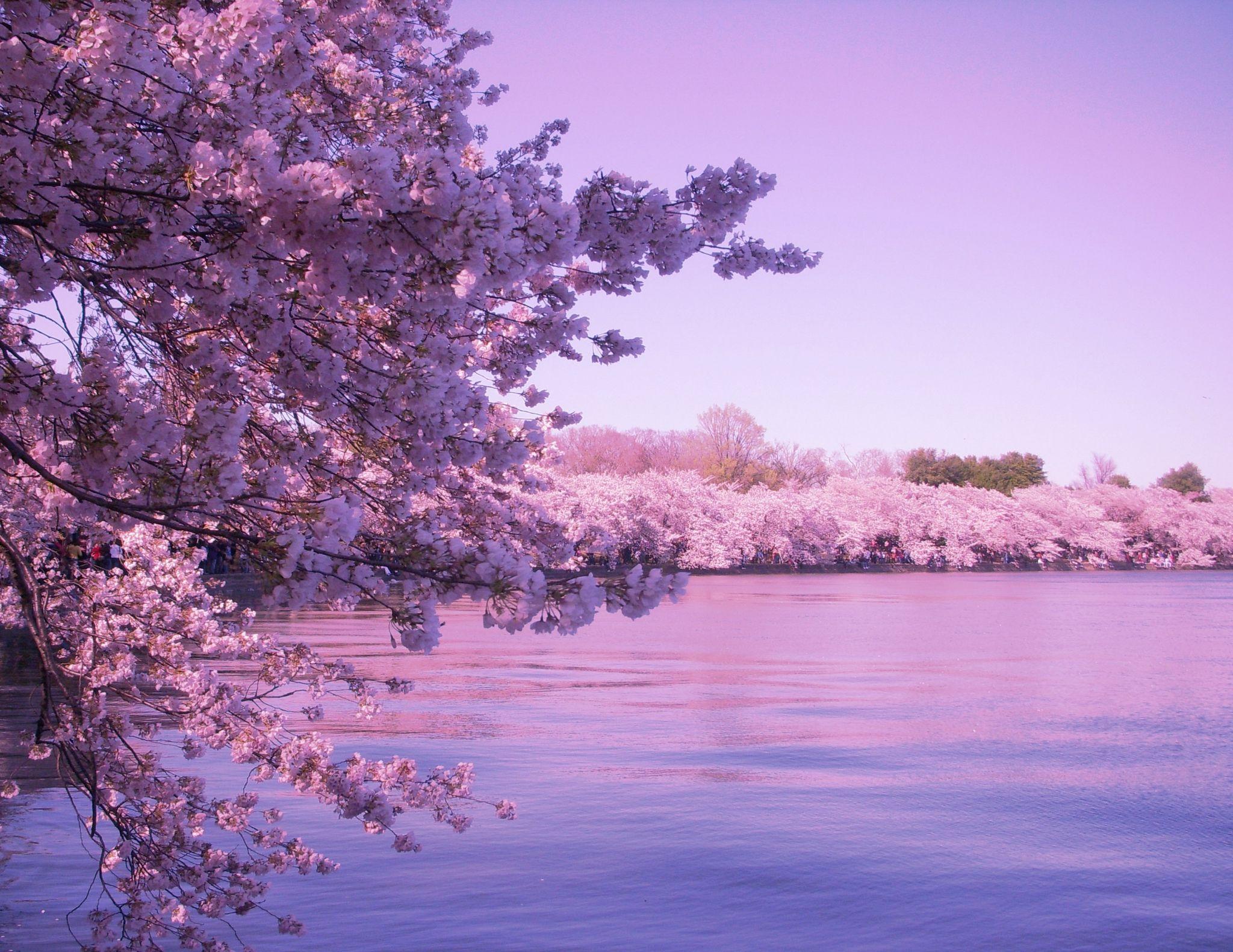 Cherry Blossom Desktop Wallpapers - Top Free Cherry Blossom Desktop