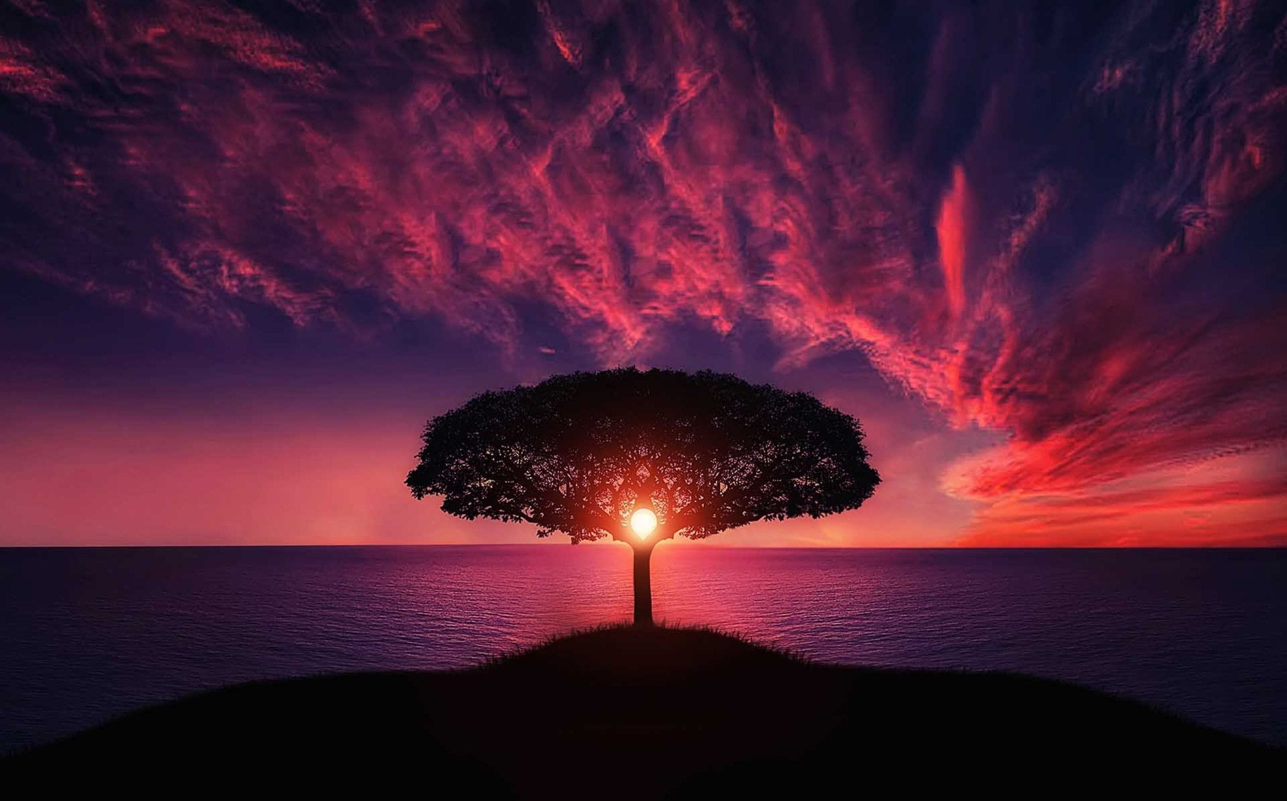 2560x1594 HD Tree Sunset Wallpaper