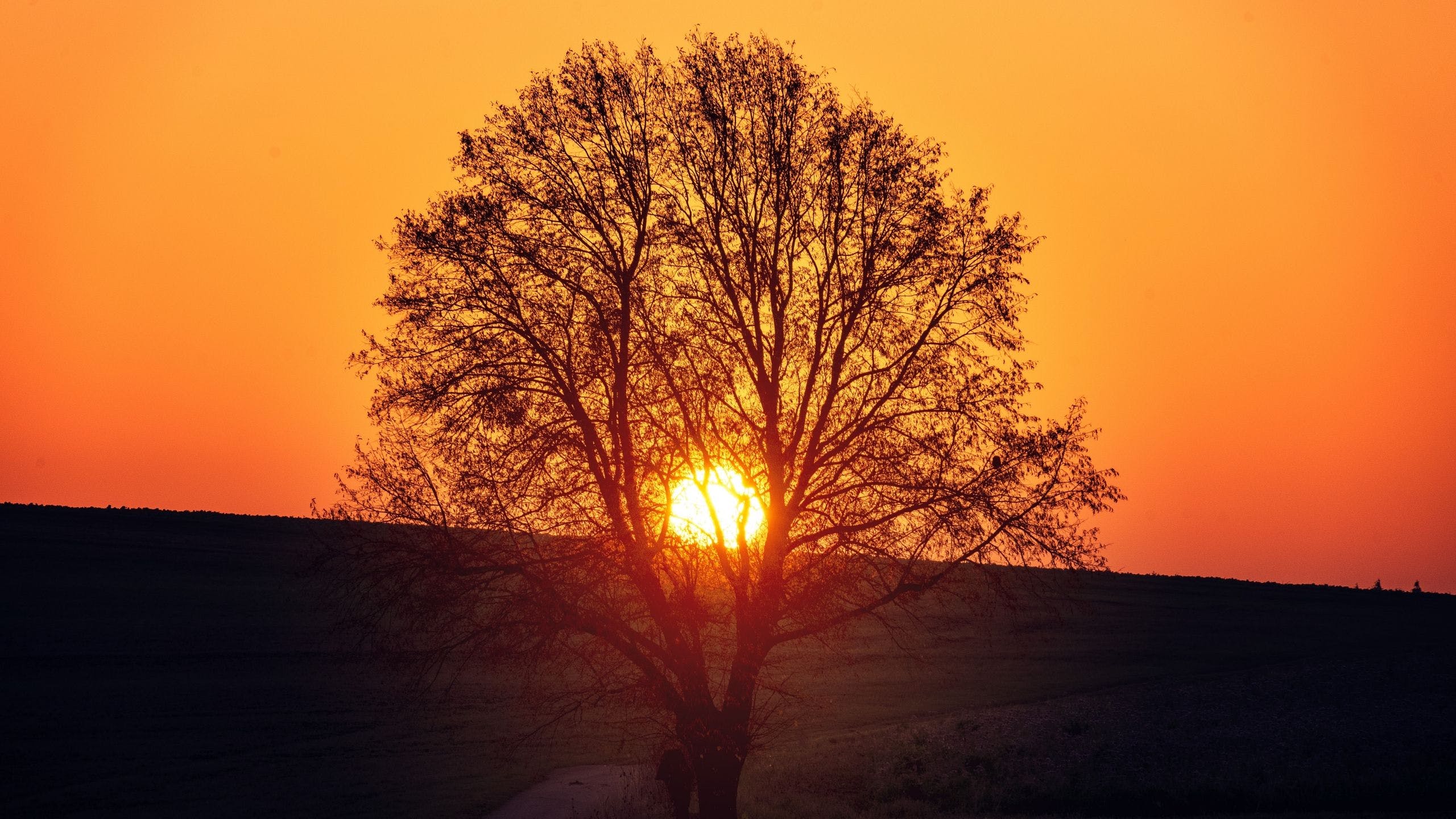 2560x1440 Download Tree Sunset Wallpaper