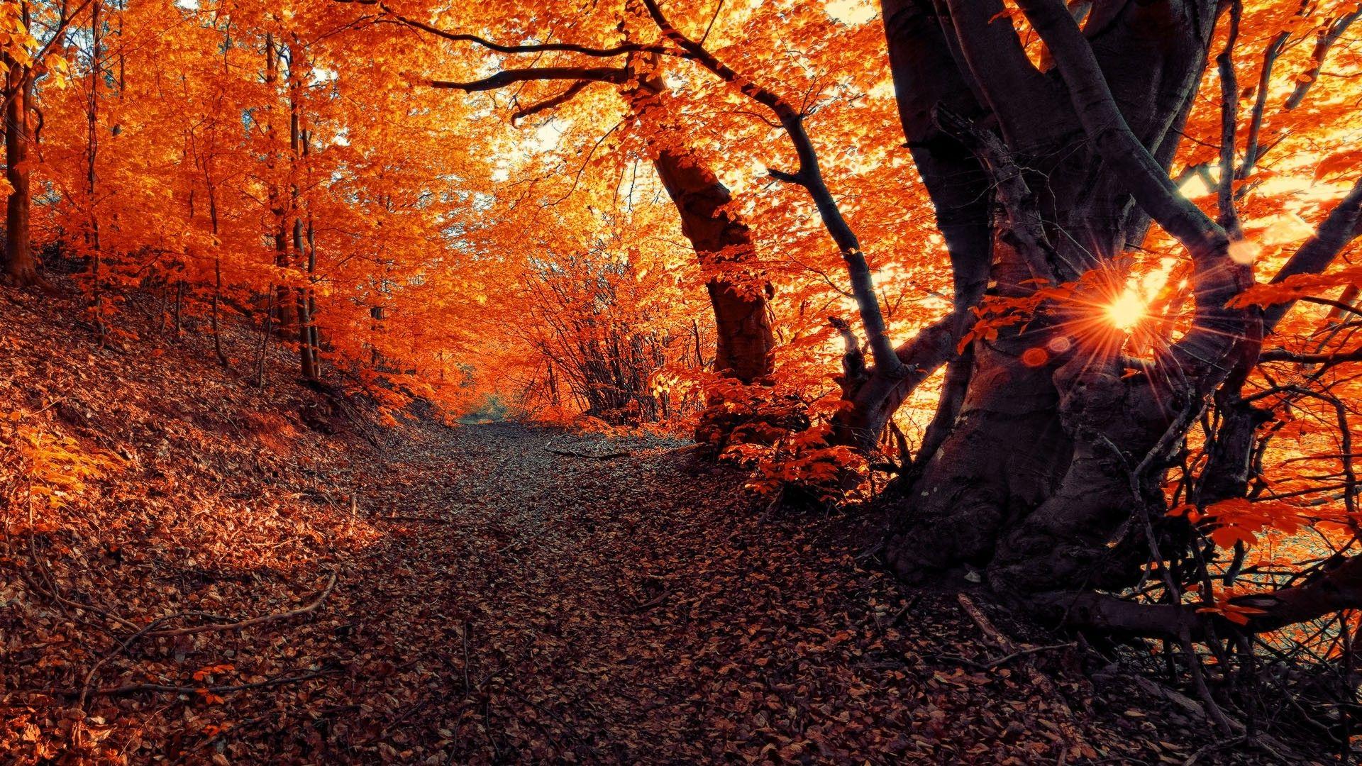 1920x1080 landscape, Fall, Seasons, Forest, Sunset, Nature Wallpaper