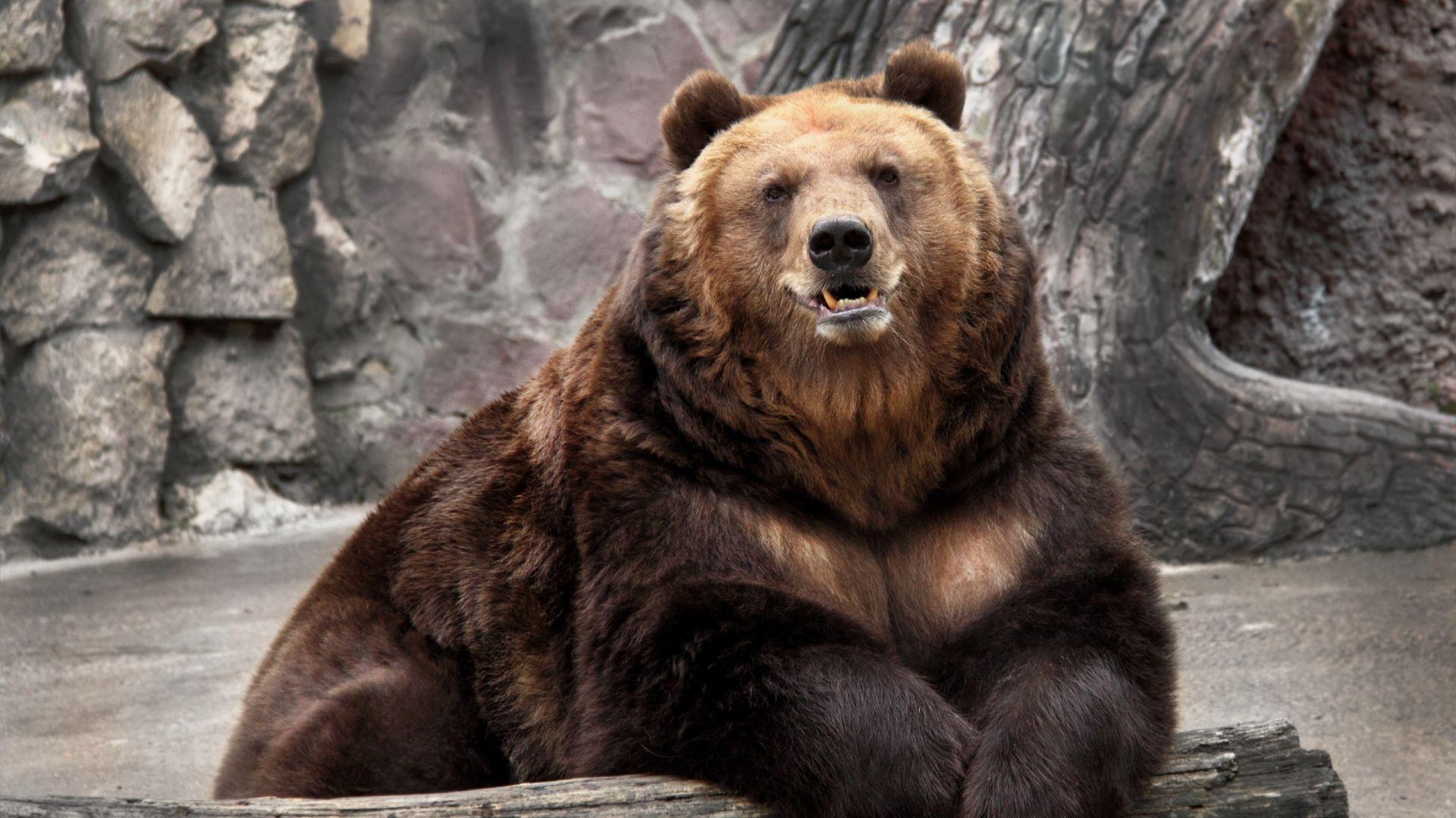 Bear Wallpapers - Top Free Bear Backgrounds - WallpaperAccess