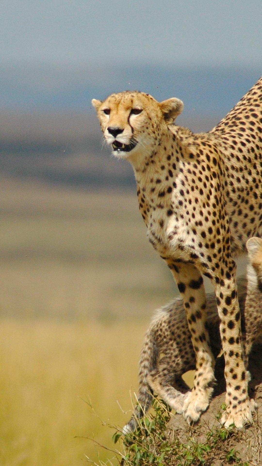 640x960 Guarding cheetah Iphone 4 wallpaper