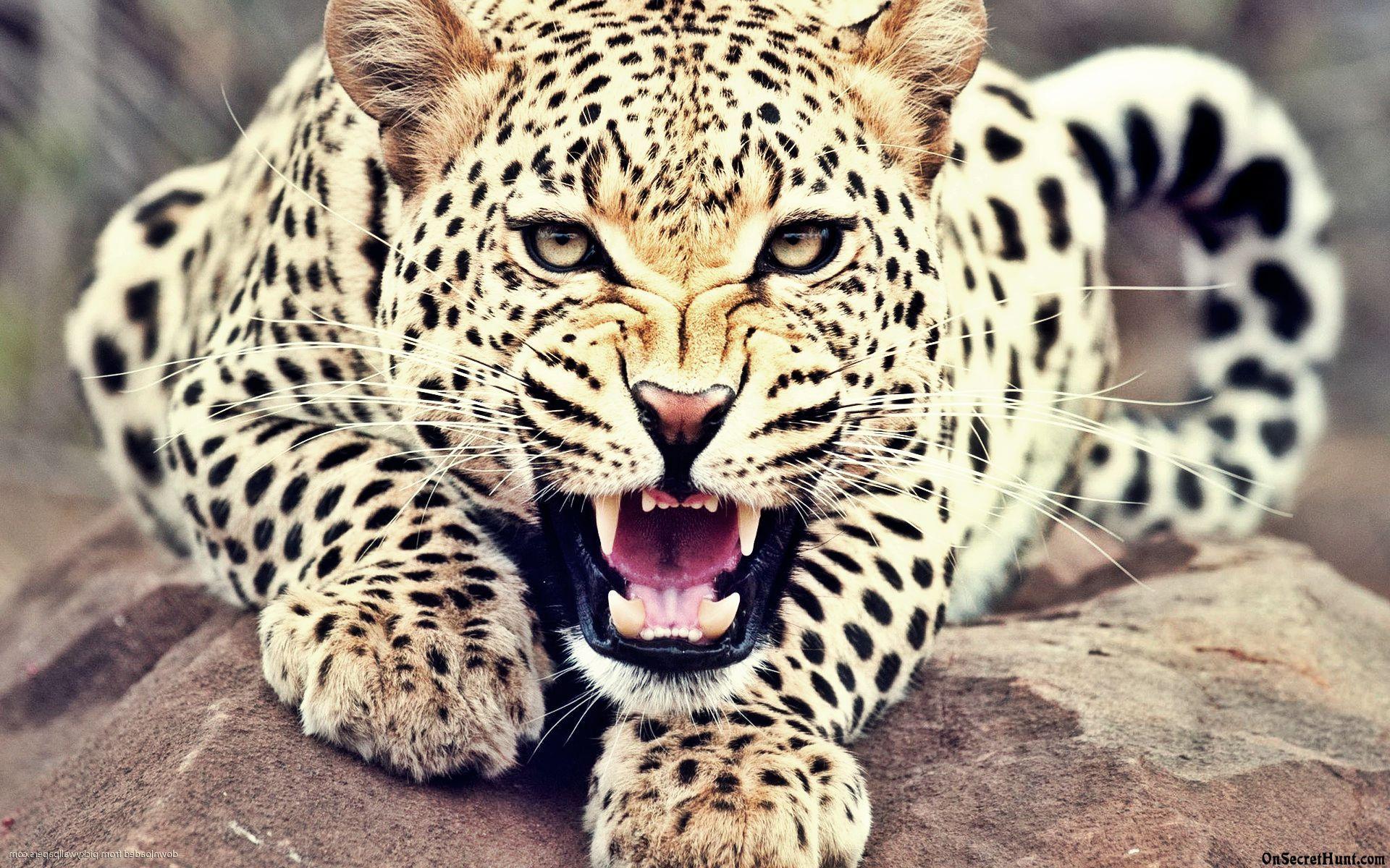 Leopard Wallpapers - Top Free Leopard Backgrounds - WallpaperAccess