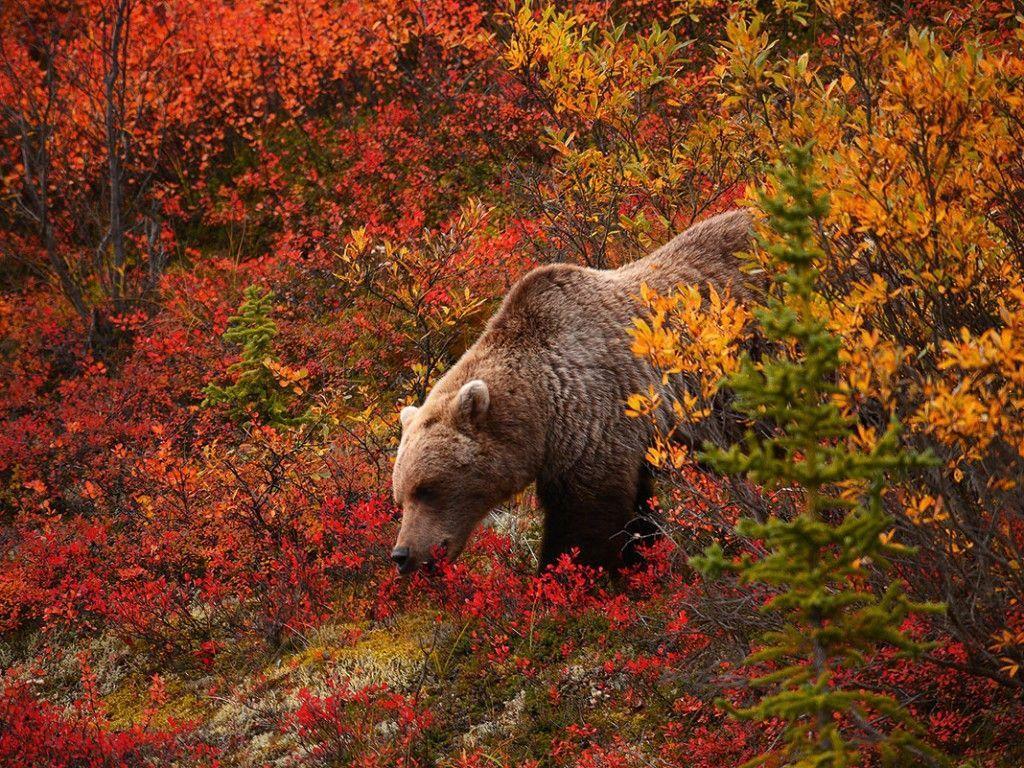 1024x768 Grizzly Bear Background