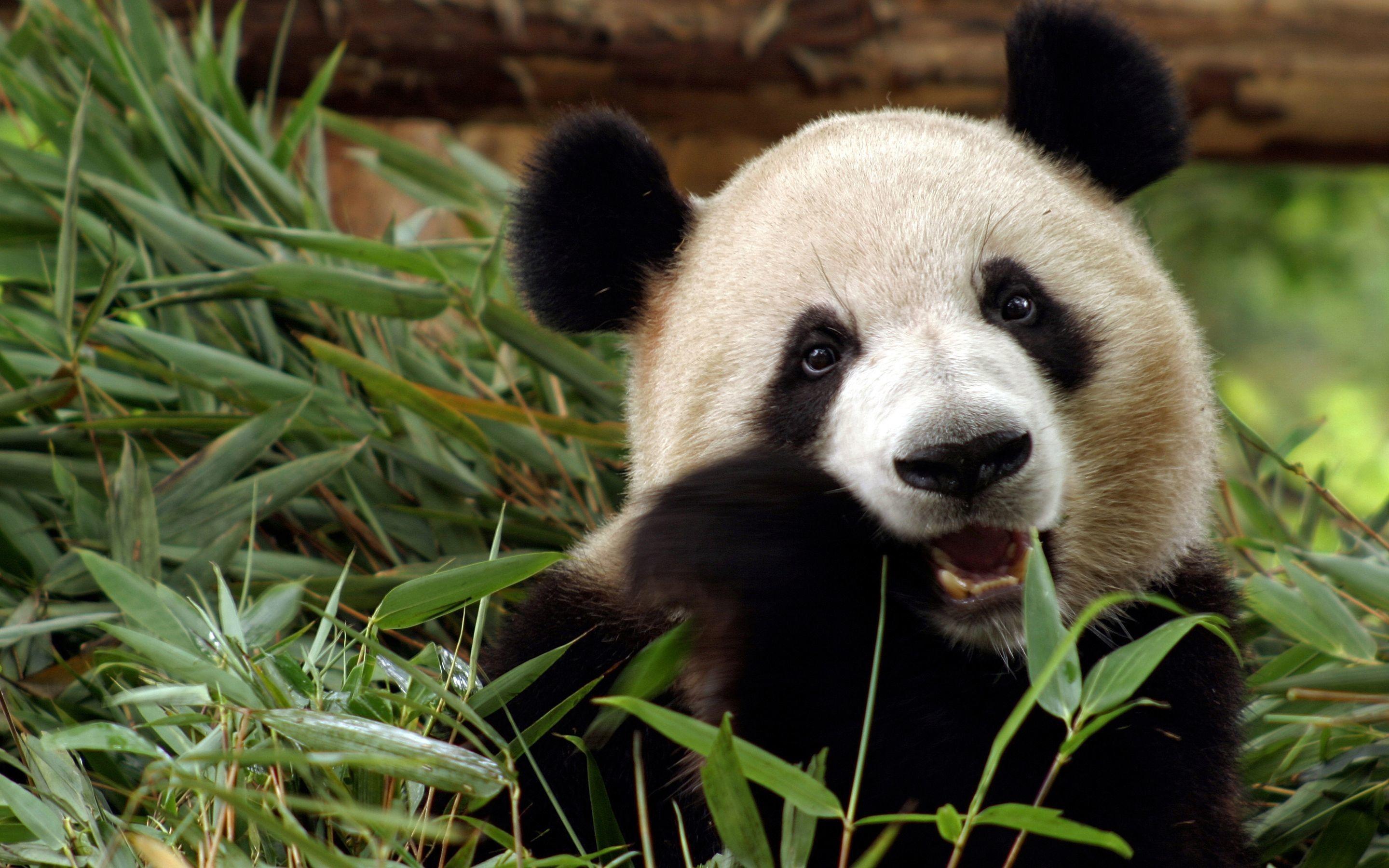 2880x1800 Panda Bear Wallpaper