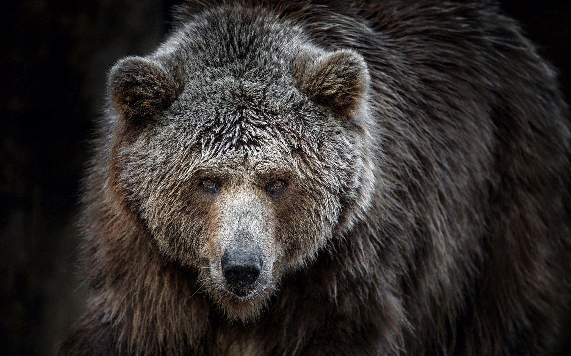 1920x1200 animals bears grizzly bears wallpaper and background