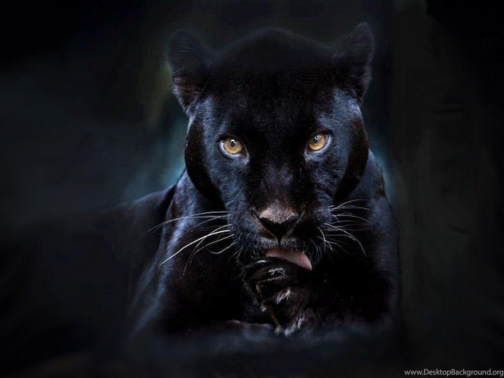 1024x768 Black Panther Wallpaper Desktop Background