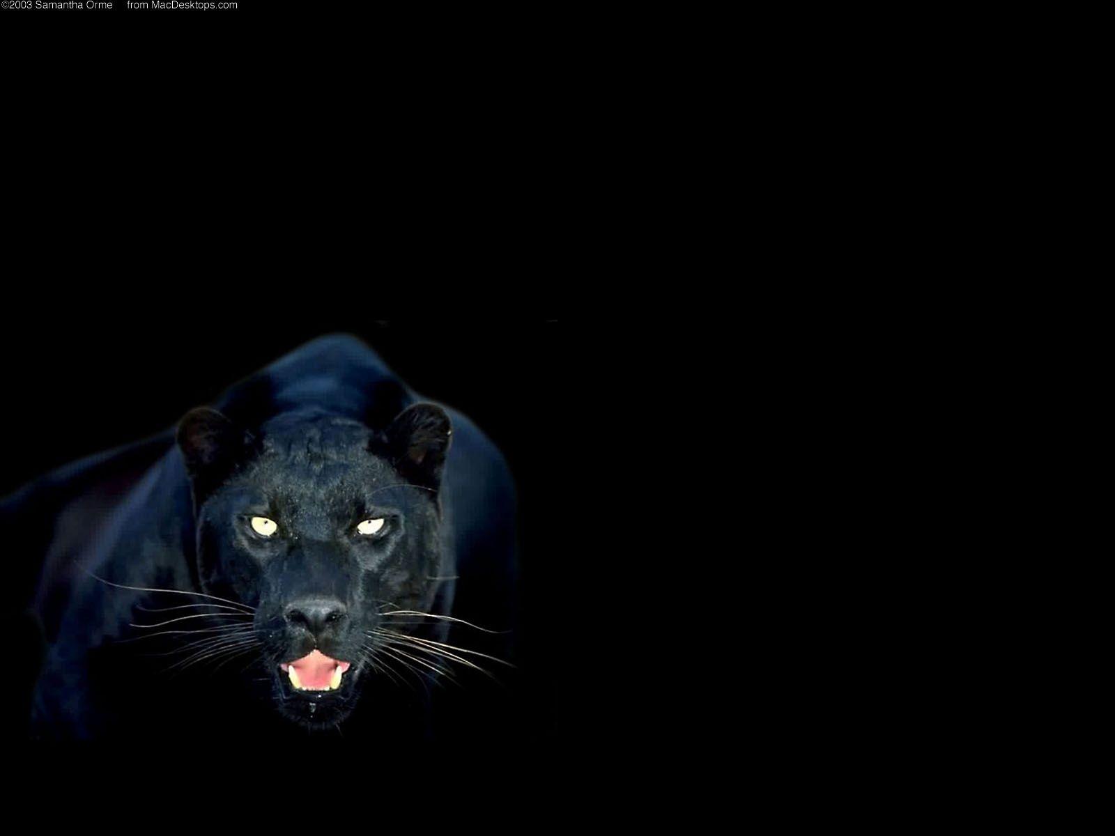 1600x1200 Panther Wallpaper 71.59 Kb