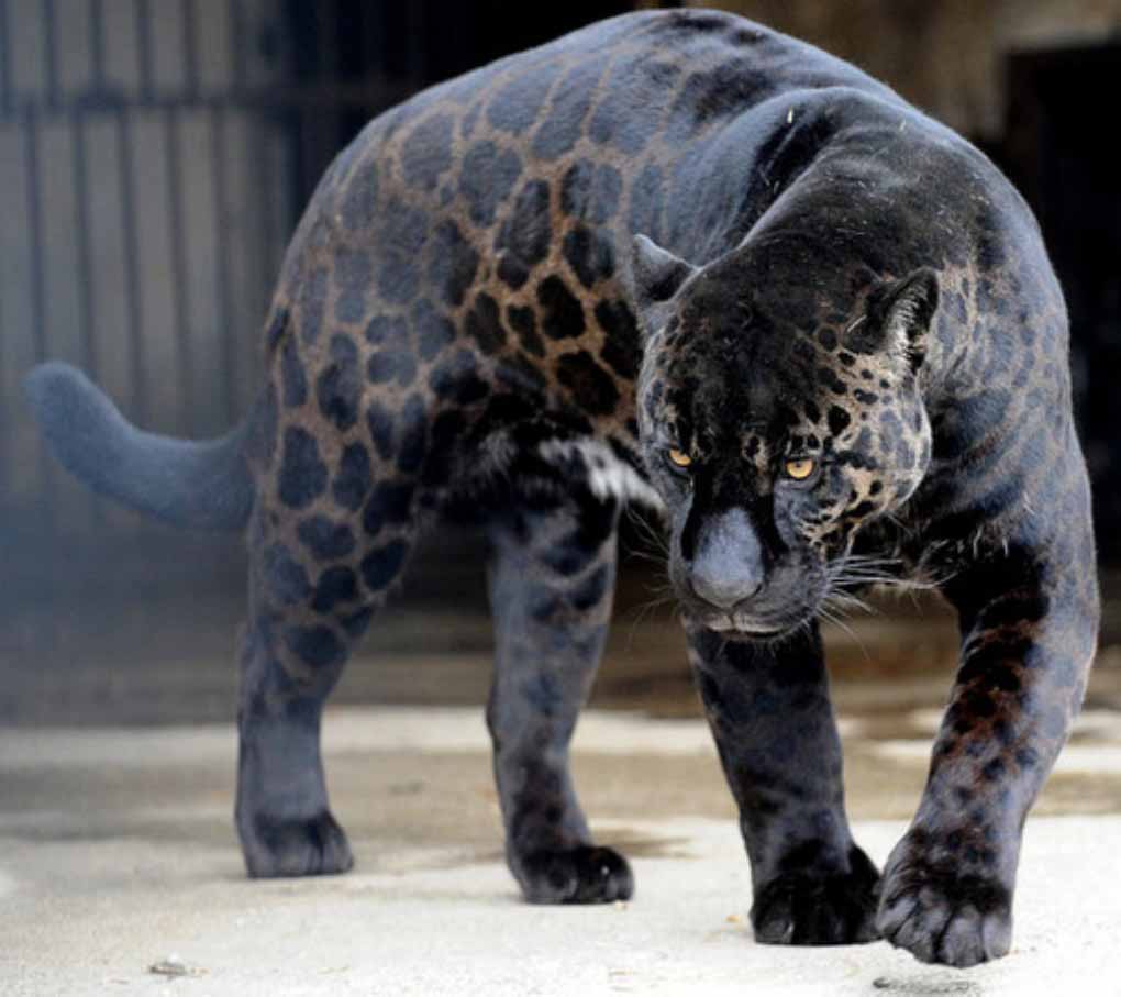 1020x907 Panther Wallpaper HD