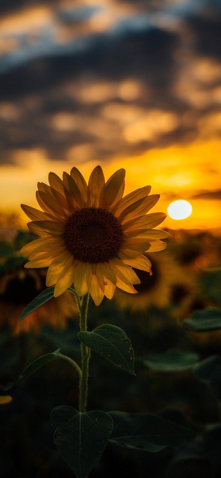 Sunflower Phone Wallpapers Top Free Sunflower Phone Backgrounds