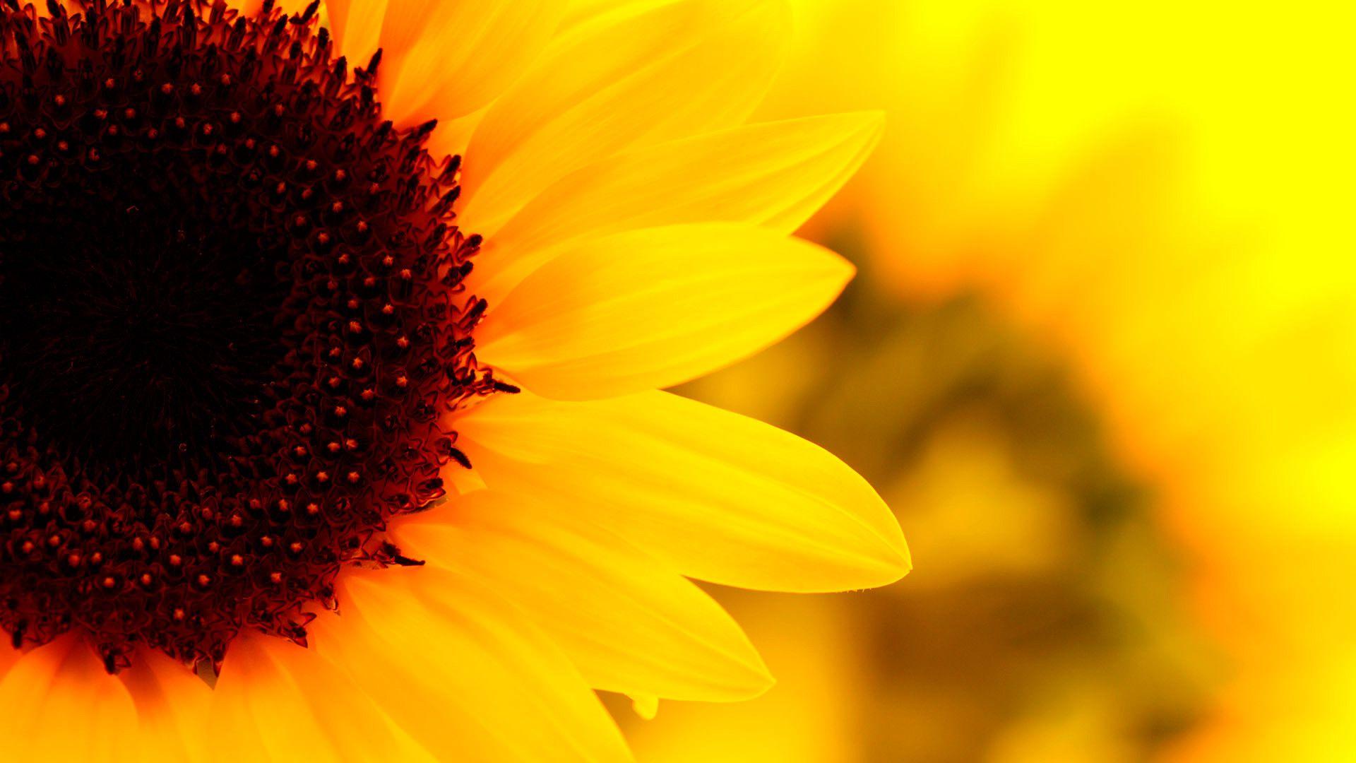 1920x1080 Sunflowers Wallpaper