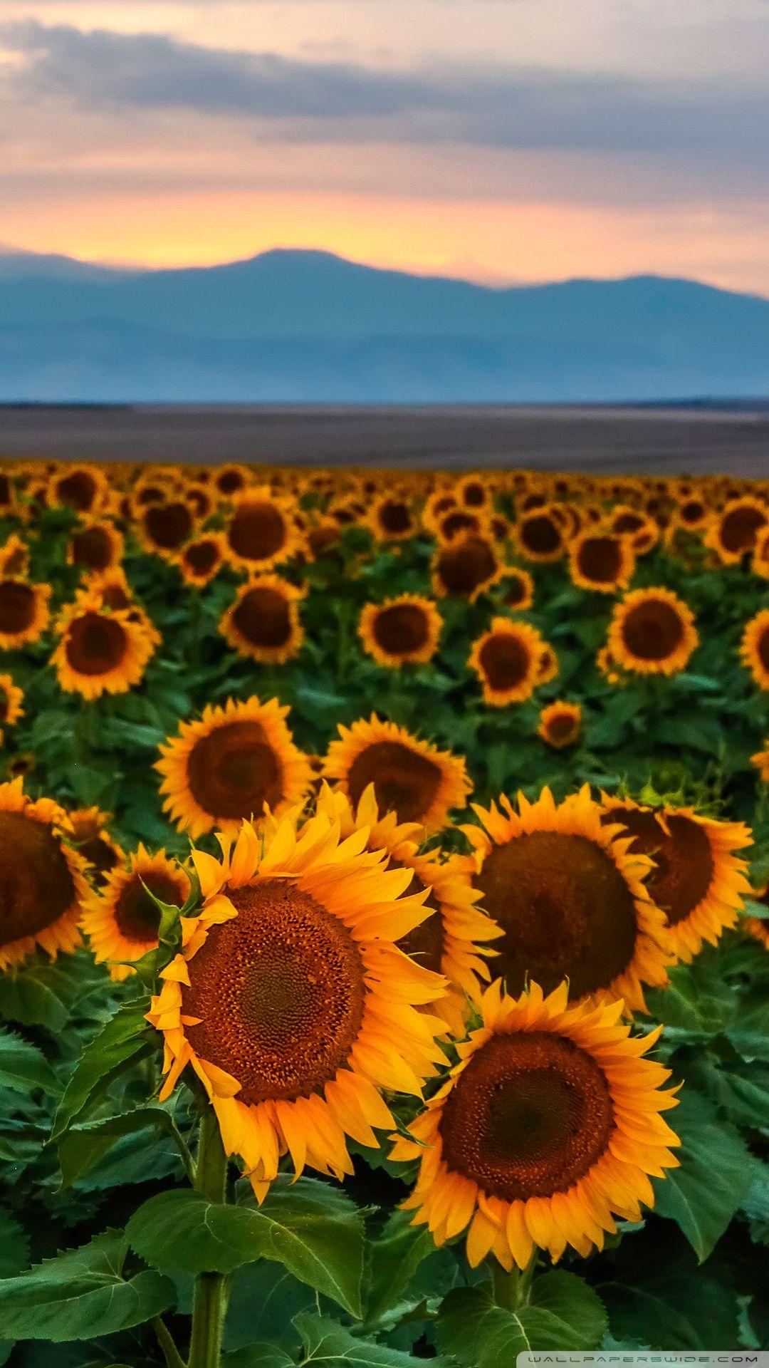 Sunflower Phone Wallpapers - Top Free Sunflower Phone Backgrounds