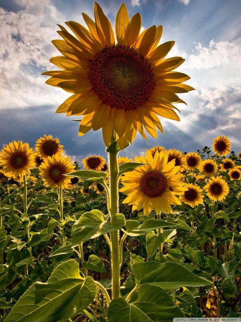 768x1024 Sunflowers ❤ 4K HD Desktop Wallpaper for 4K Ultra HD TV