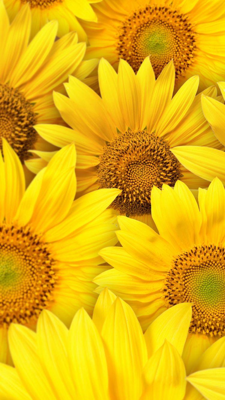 Best Sunflower iPhone HD Wallpapers  iLikeWallpaper