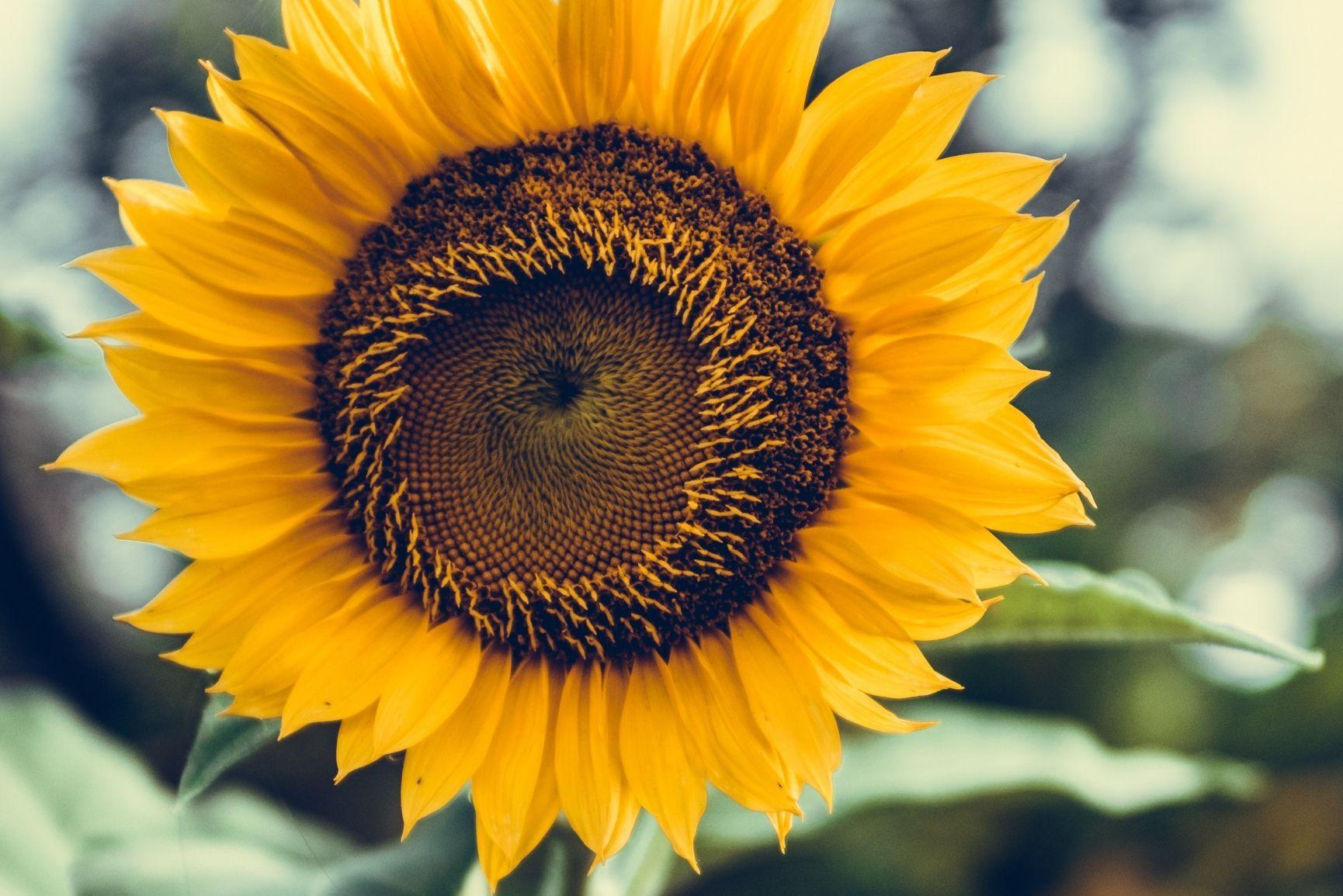 Hình nền iPhone 1730x1155 Super Pretty Sunflower