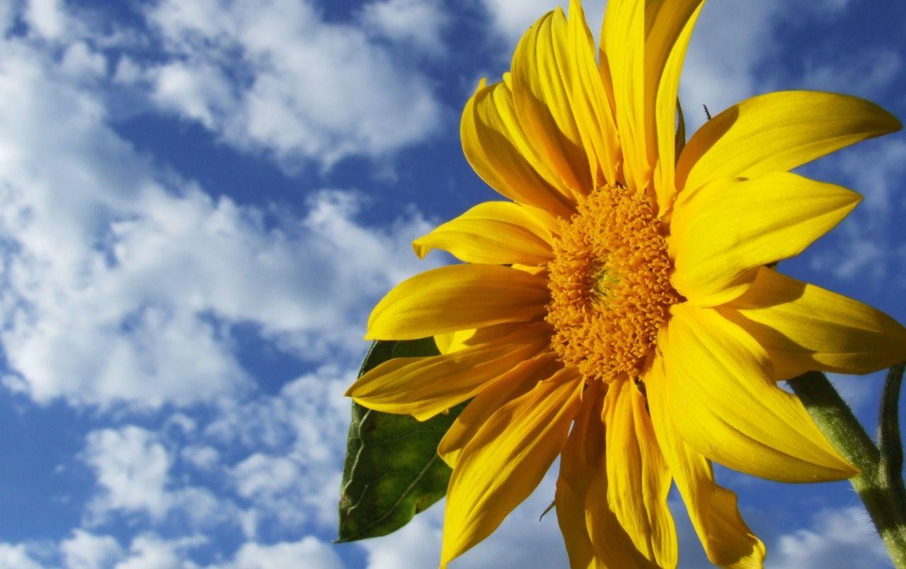 1280x804 Sunflower wallpaper. Sunflower