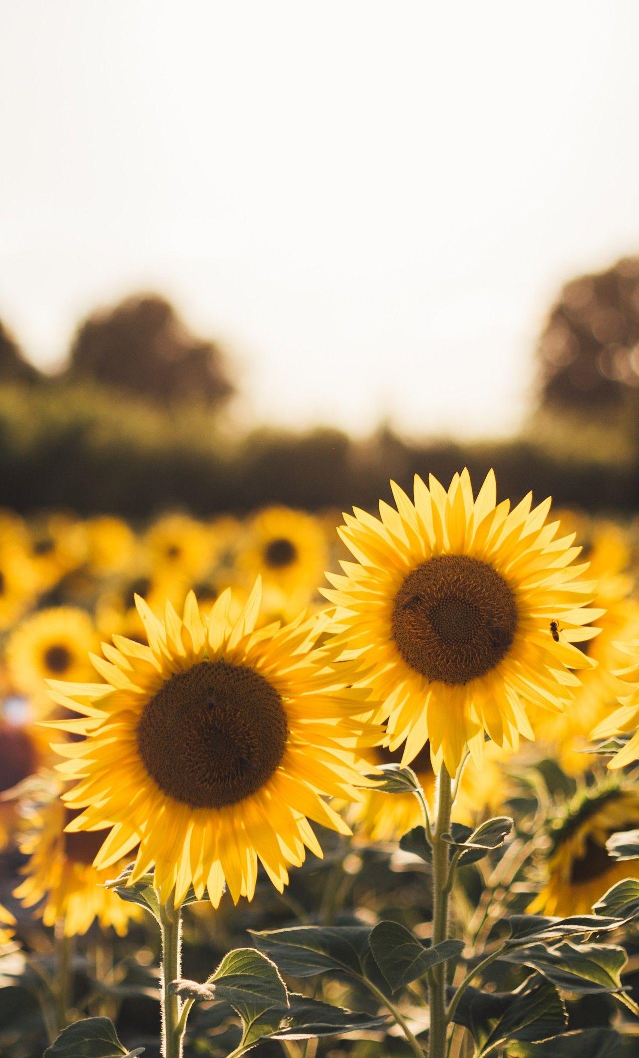 Sunflower Phone Wallpapers - Top Free Sunflower Phone Backgrounds