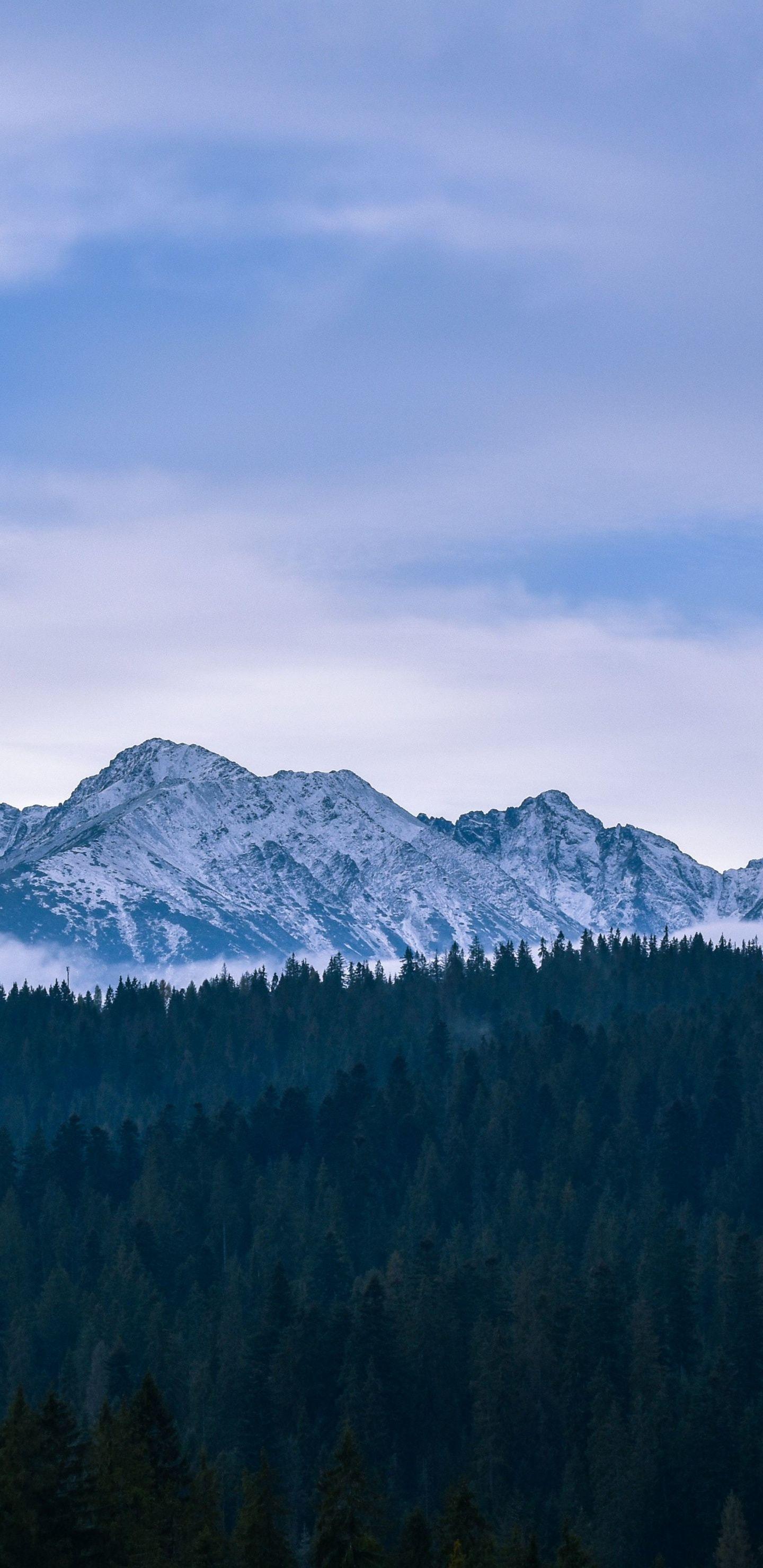 1440x2960 Green trees, horizon, mountains, Poland, 1440x2960 wallpaper