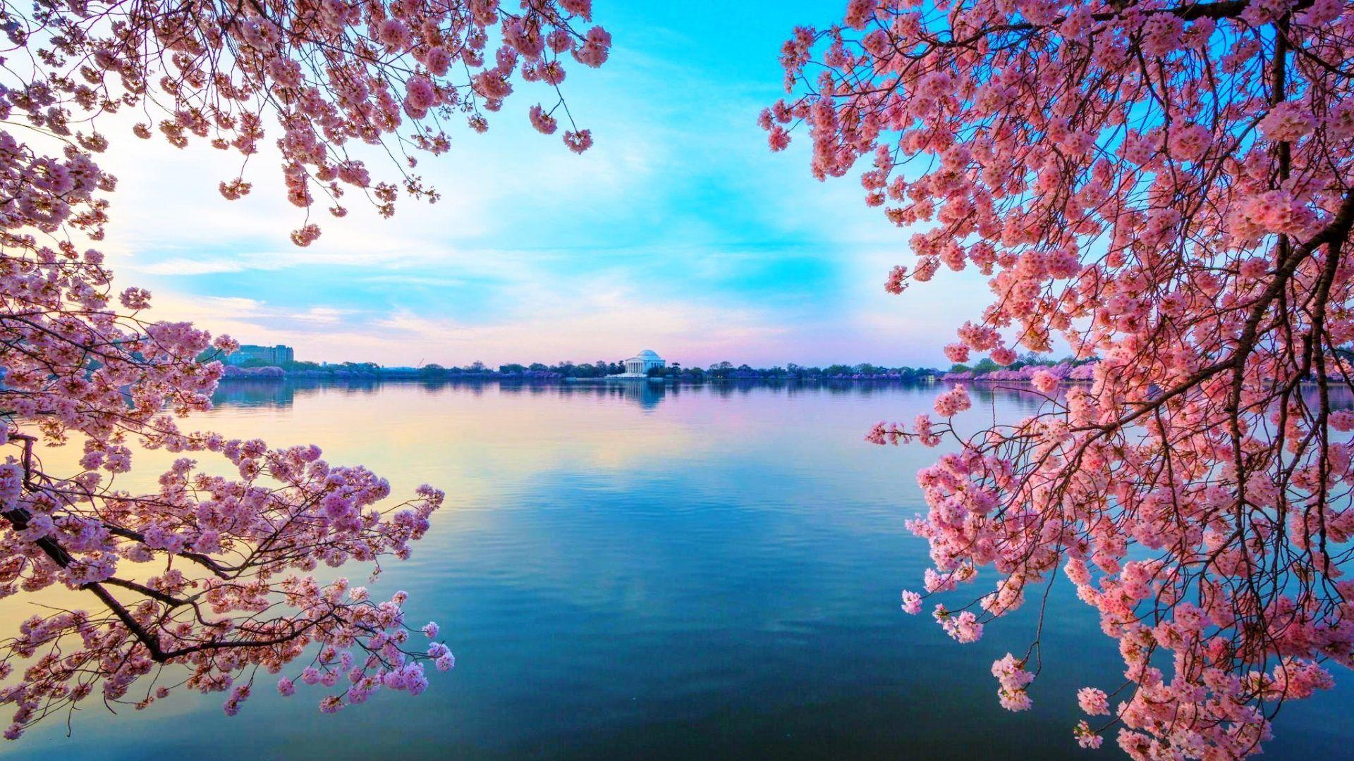 Cherry Blossom Desktop Wallpapers - Top Free Cherry Blossom Desktop Backgrounds - WallpaperAccess
