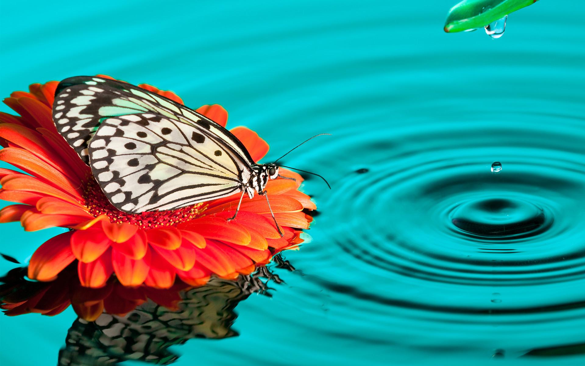 1920x1200 4K Butterfly Wallpaper High Quality