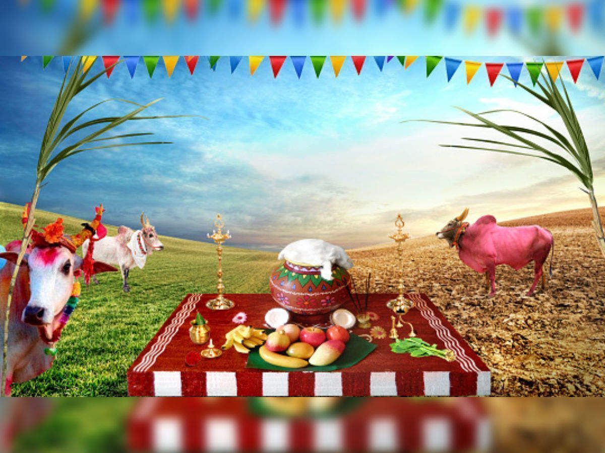 1200x899 Multi Day Harvest Festival Special