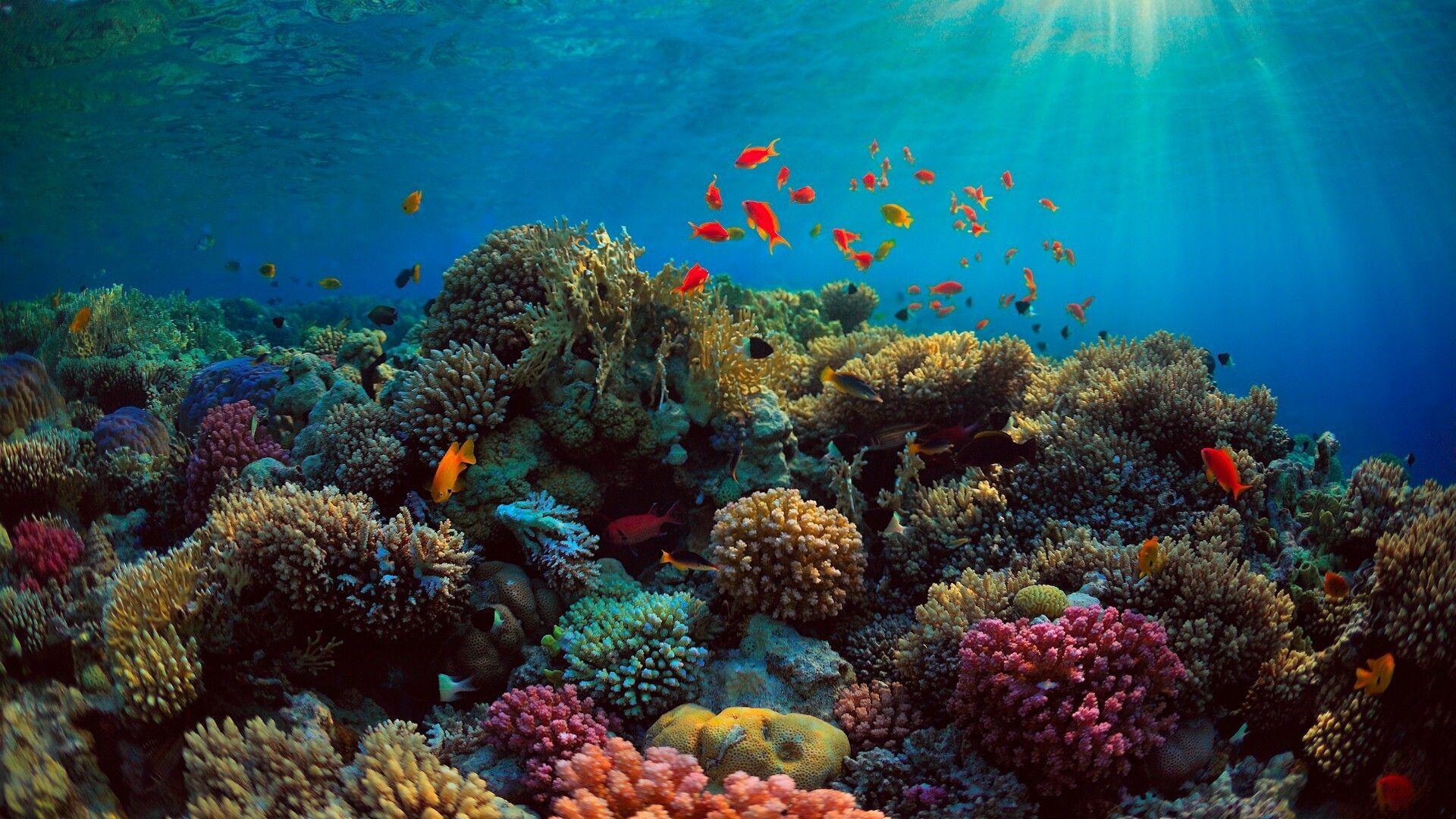 dual screen panoramic wallpaper reef free