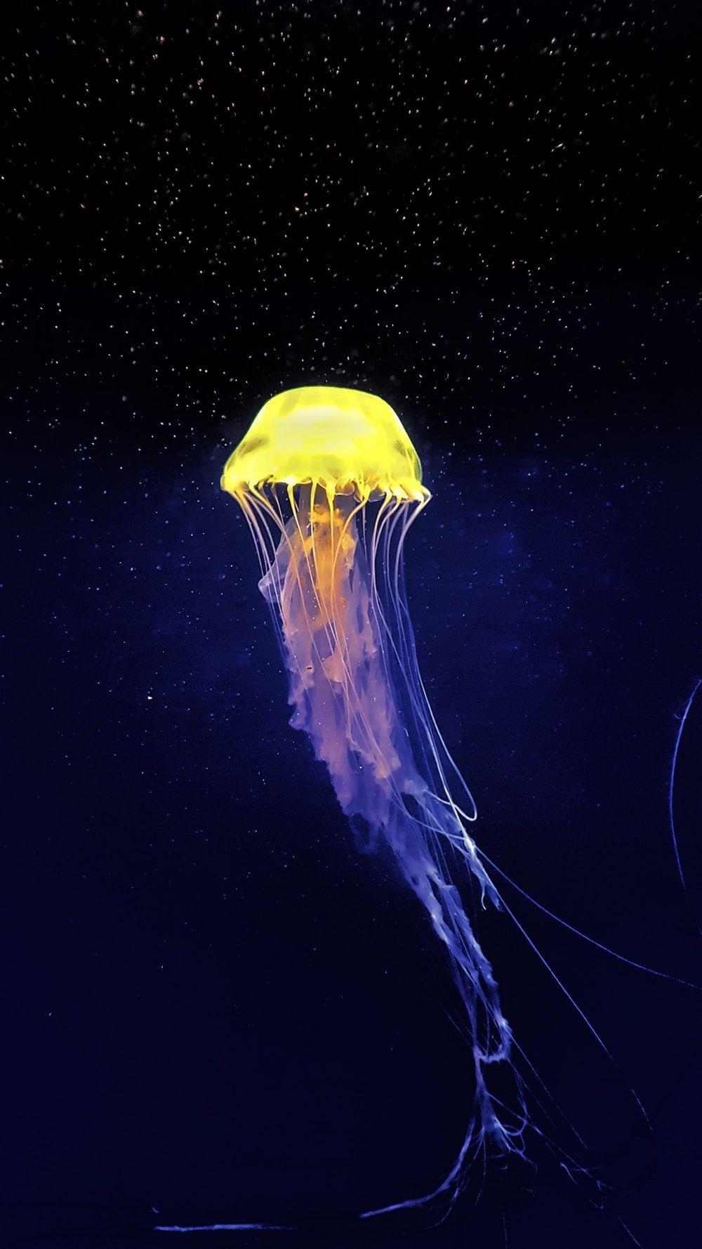 HD wallpaper A purple jellyfish with a black background iphone wallpapers   Wallpaper Flare