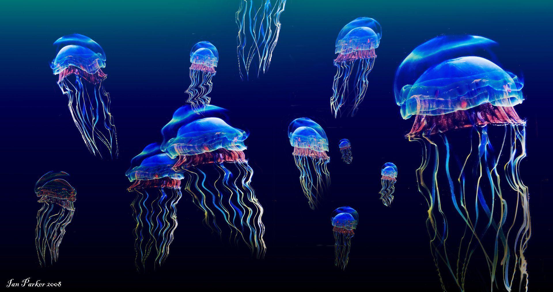 4K Jellyfish Wallpapers - Top Free 4K Jellyfish Backgrounds -  WallpaperAccess