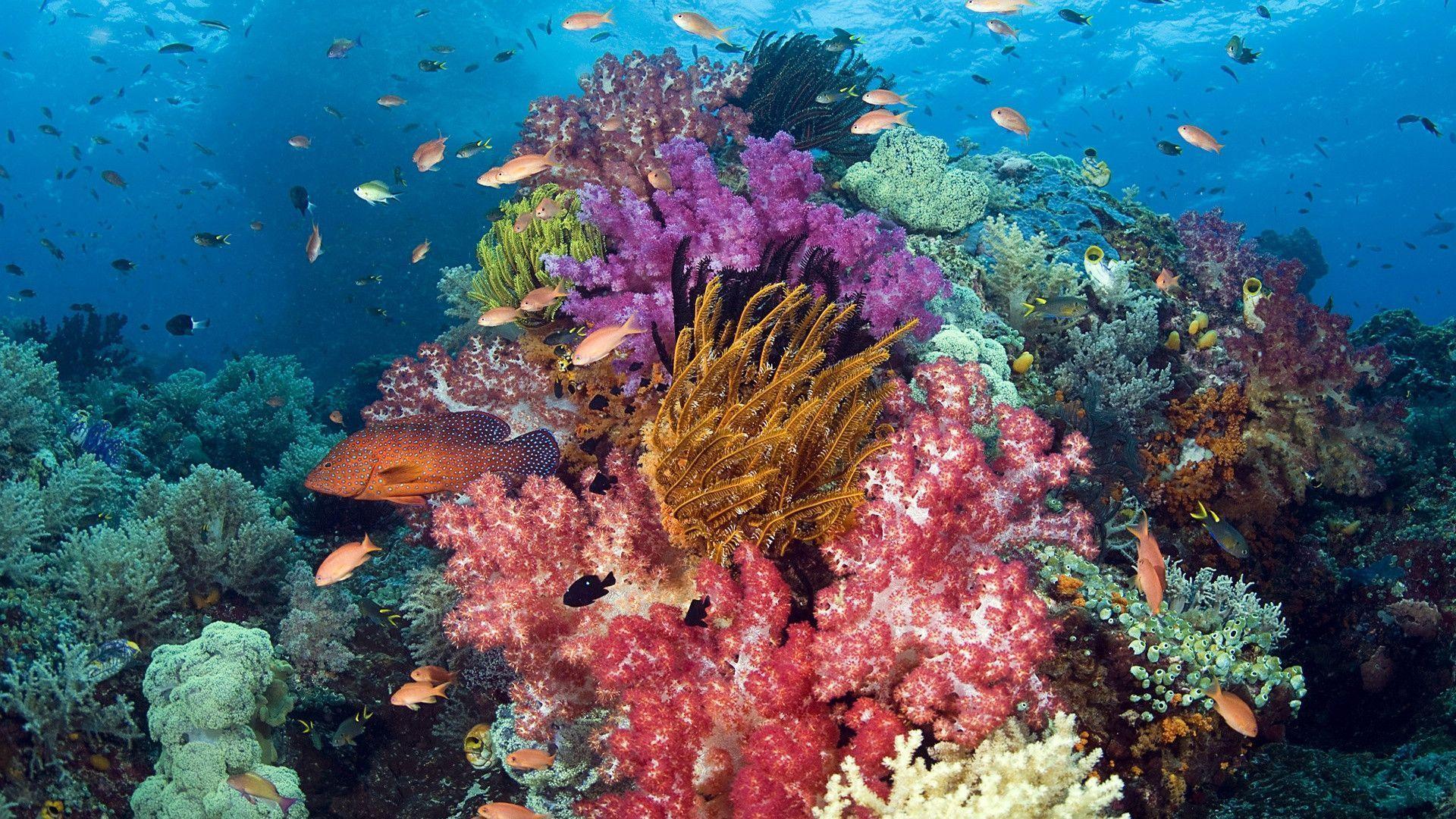 1920x1080 Coral Reef Wallpaper
