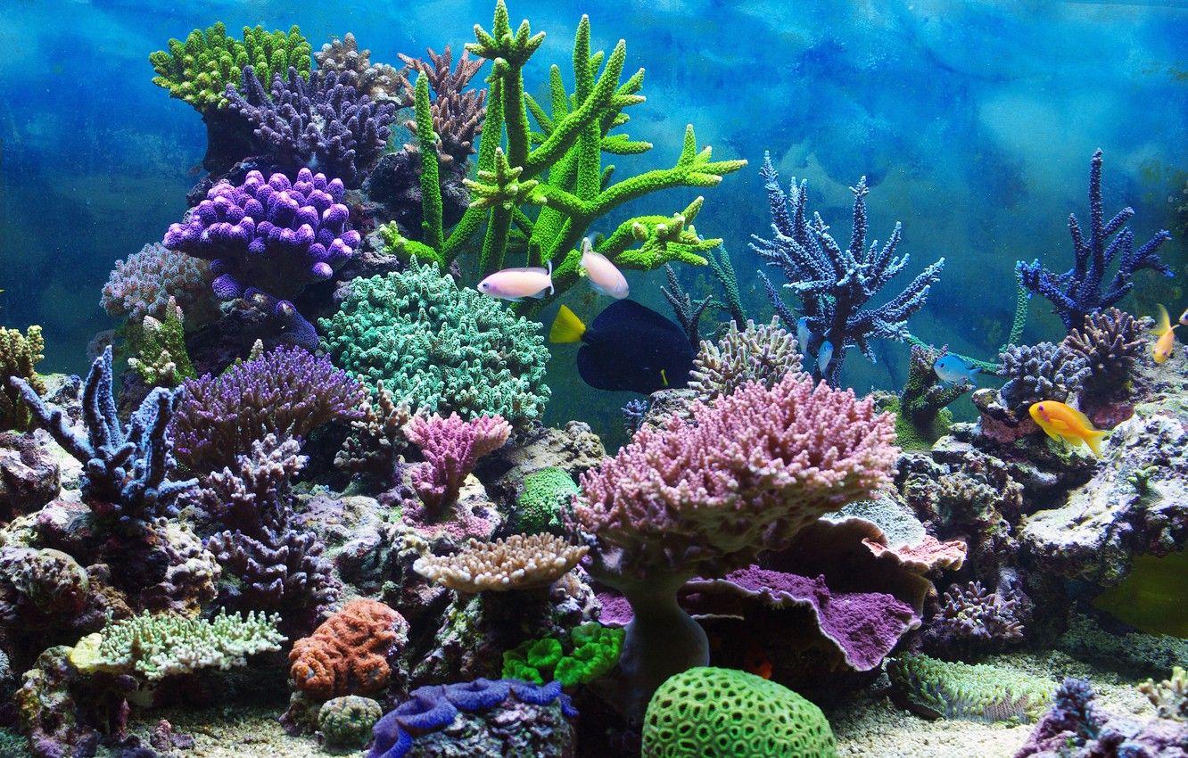 Coral Reef Wallpapers - Top Free Coral Reef Backgrounds - WallpaperAccess