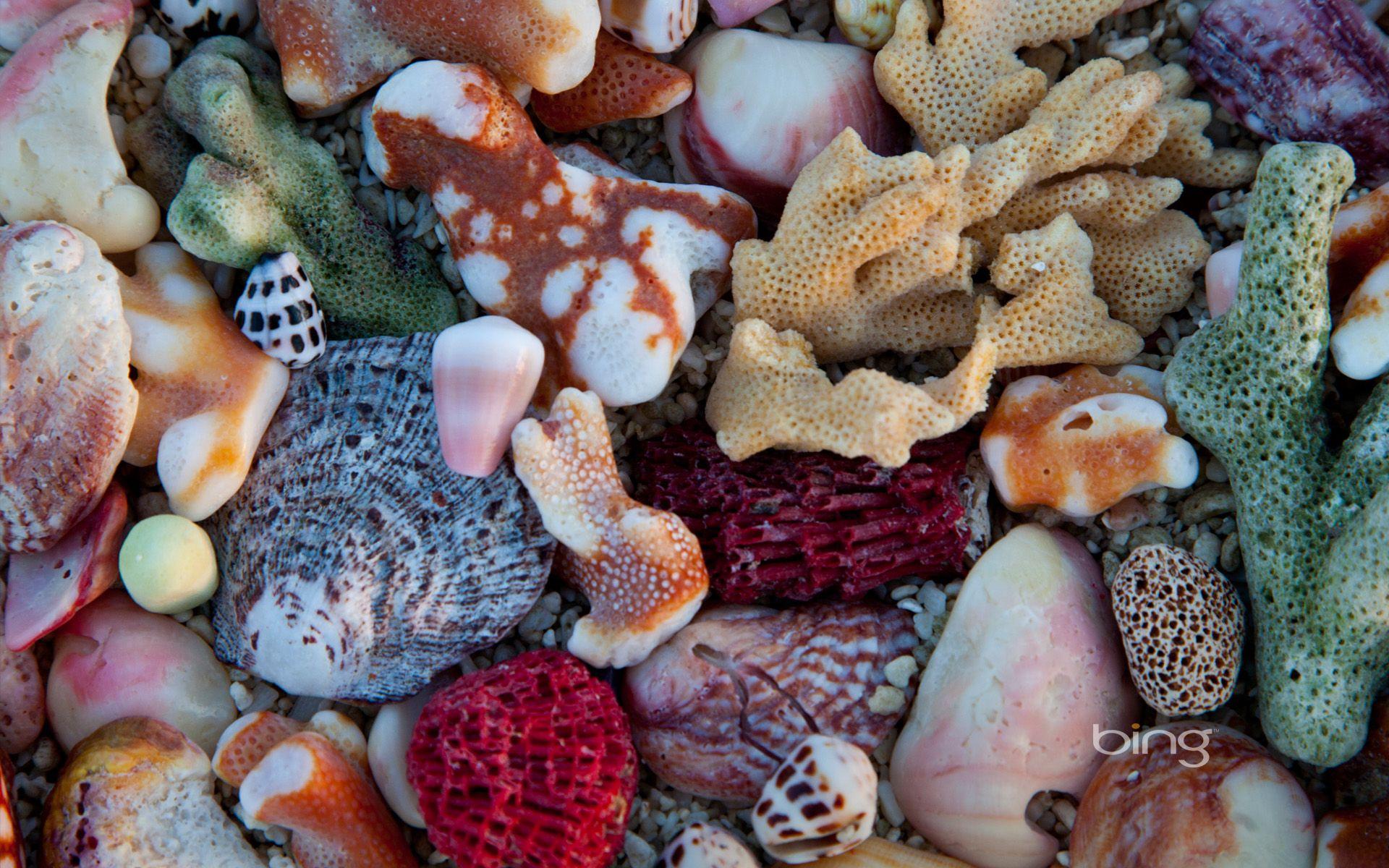 1920x1200 Coral Reef Australia HD Wallpaper Coral Reef