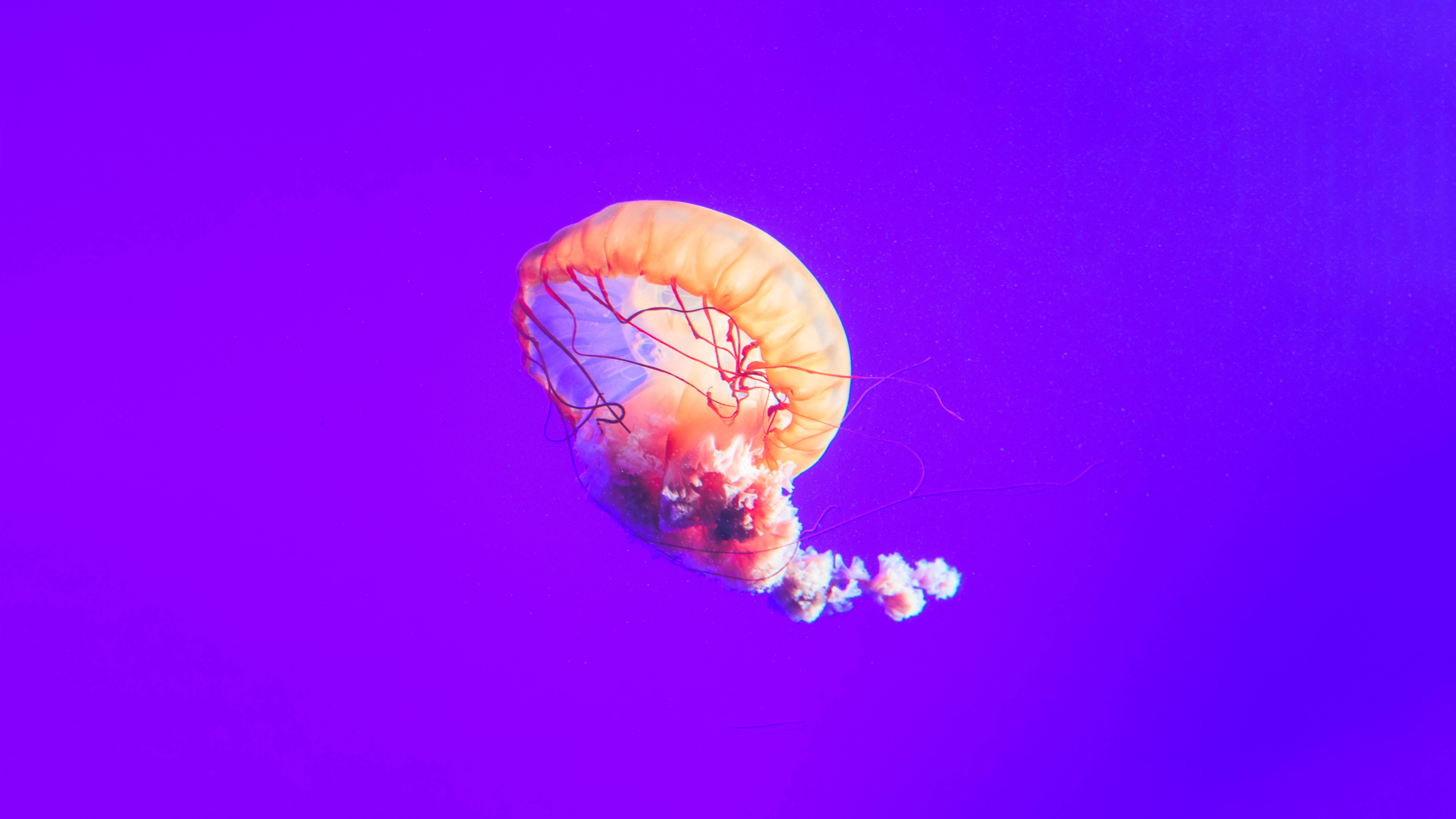 Cute Jellyfish Wallpapers Top Free Cute Jellyfish Backgrounds WallpaperAccess
