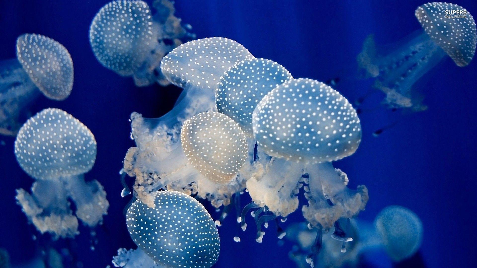 1920x1080 Jellyfish Wallpaper