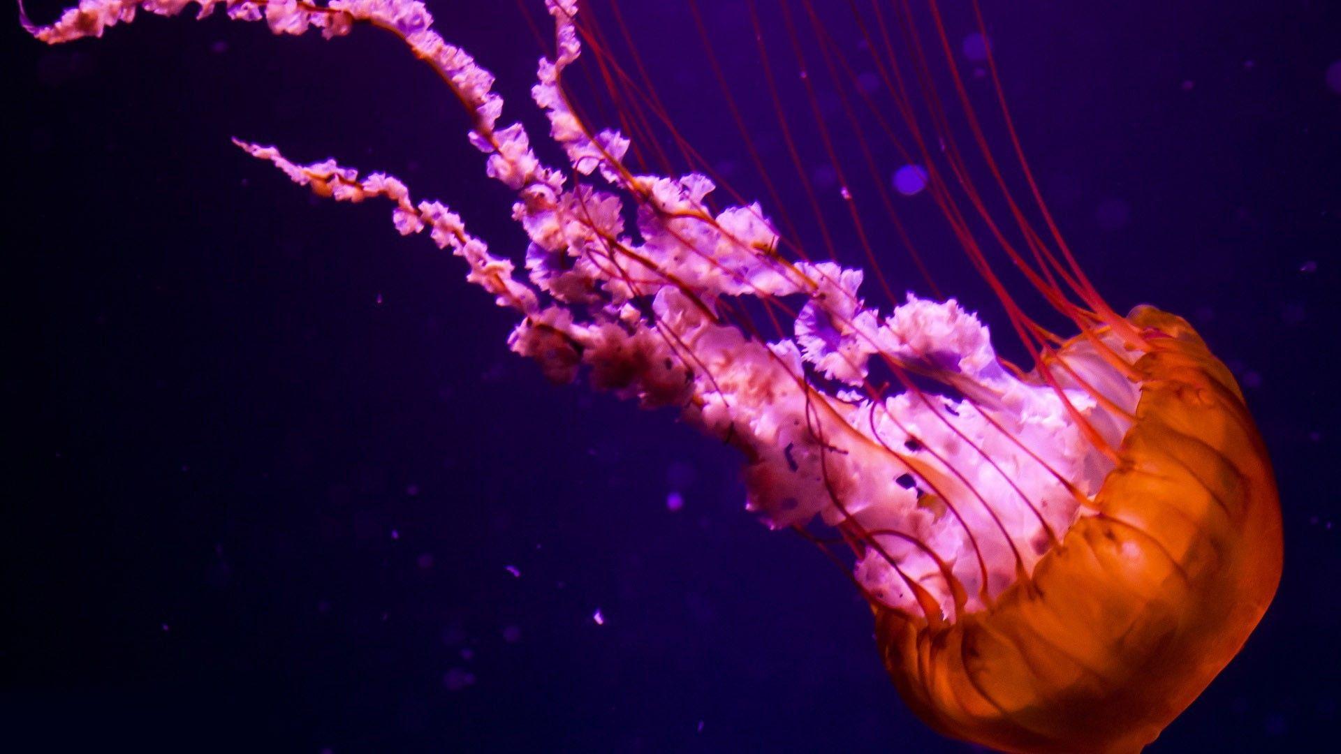 1920x1080 Beautiful Jellyfish