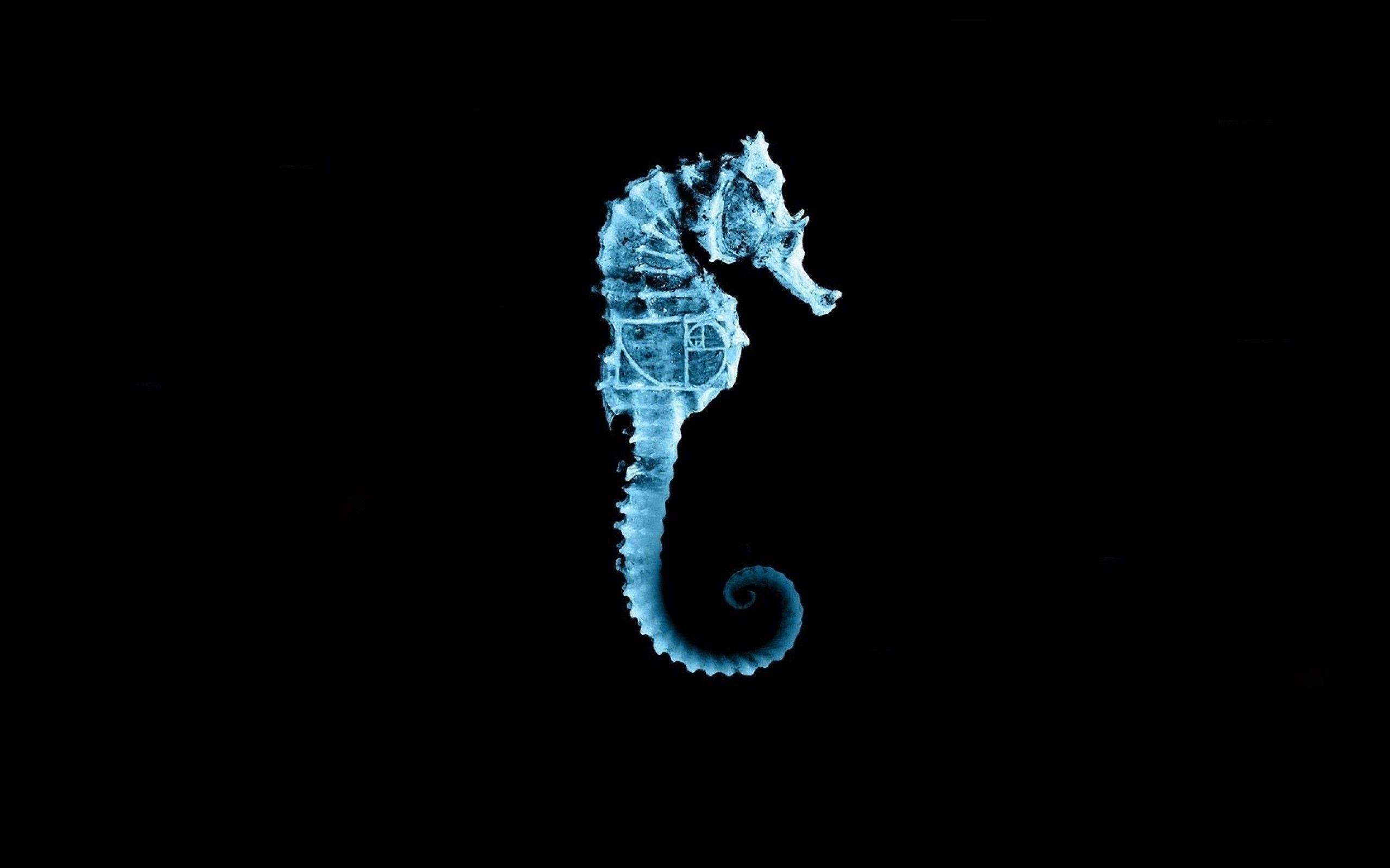 2560x1600 Sea Horse Wallpaper