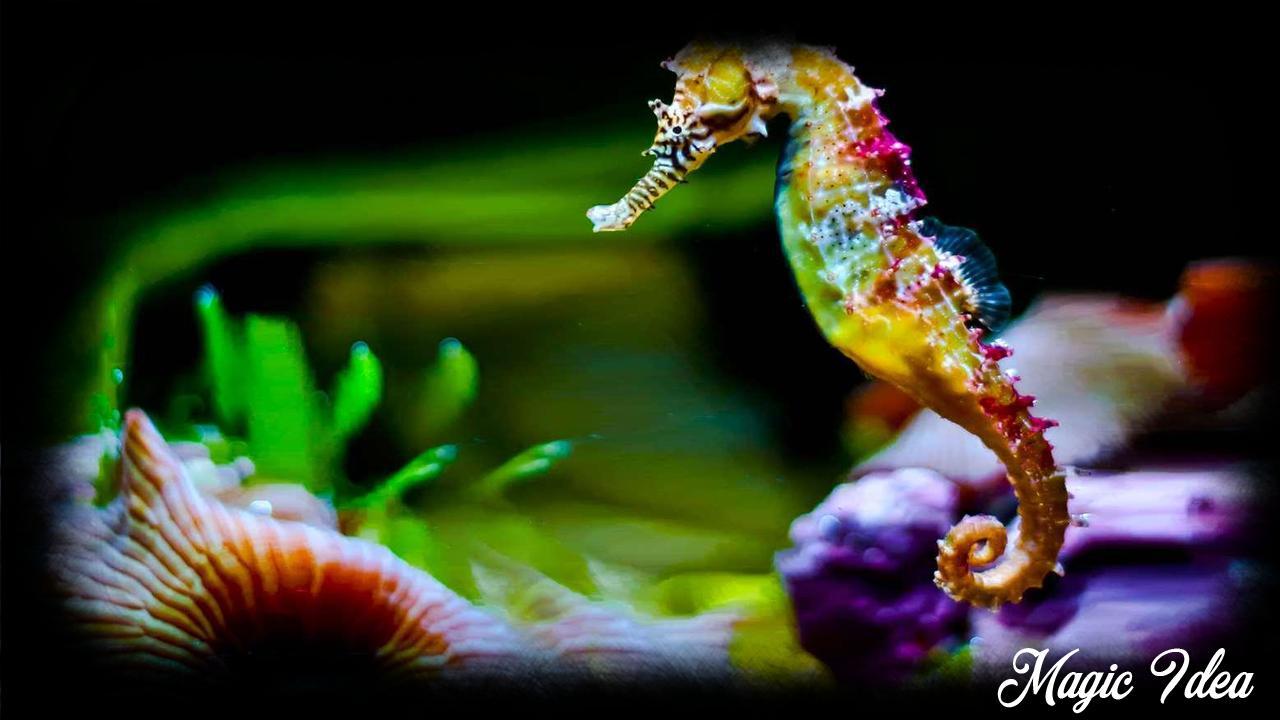 beautiful seahorse photography