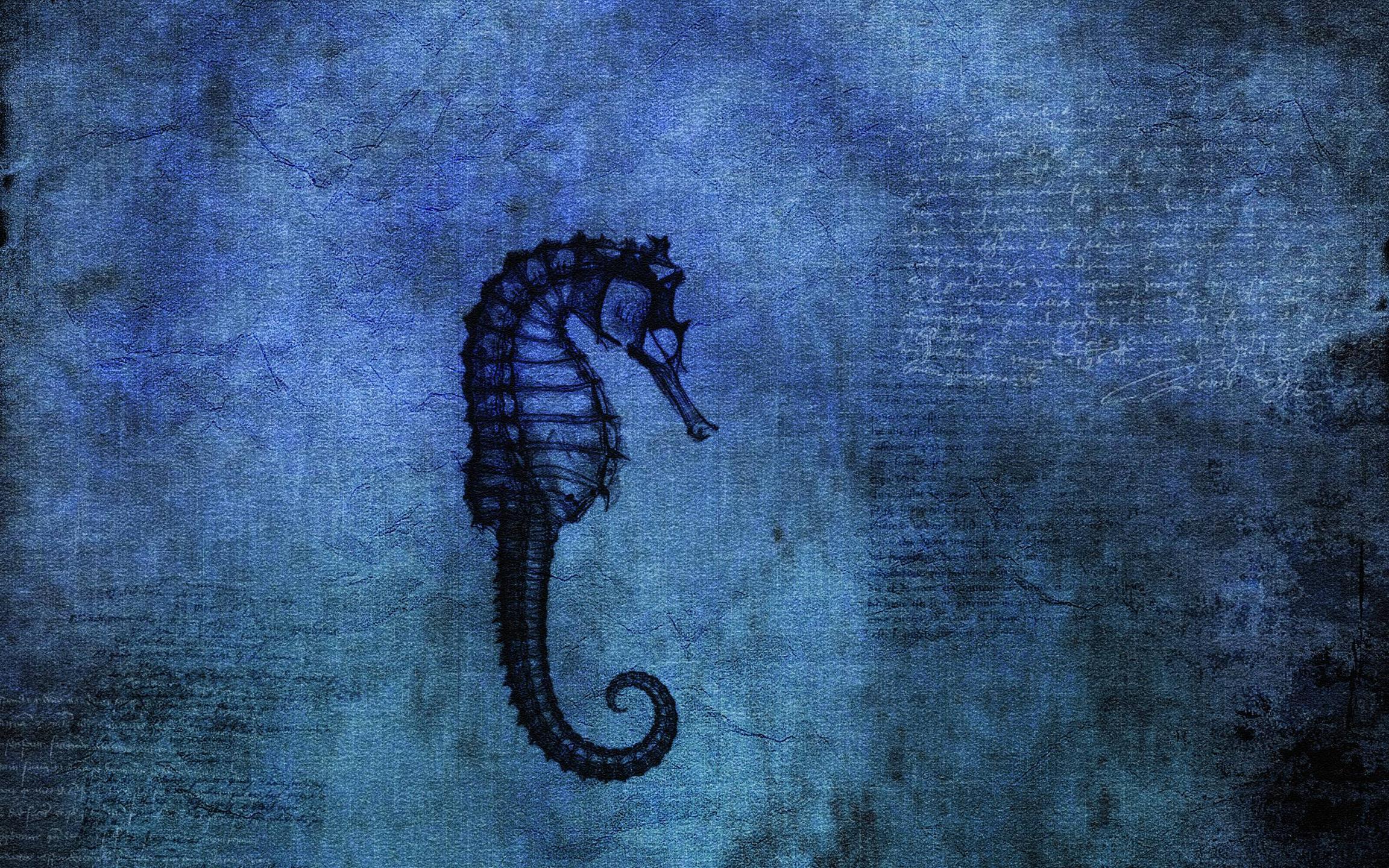 Seahorse Wallpapers - Top Free Seahorse Backgrounds - WallpaperAccess