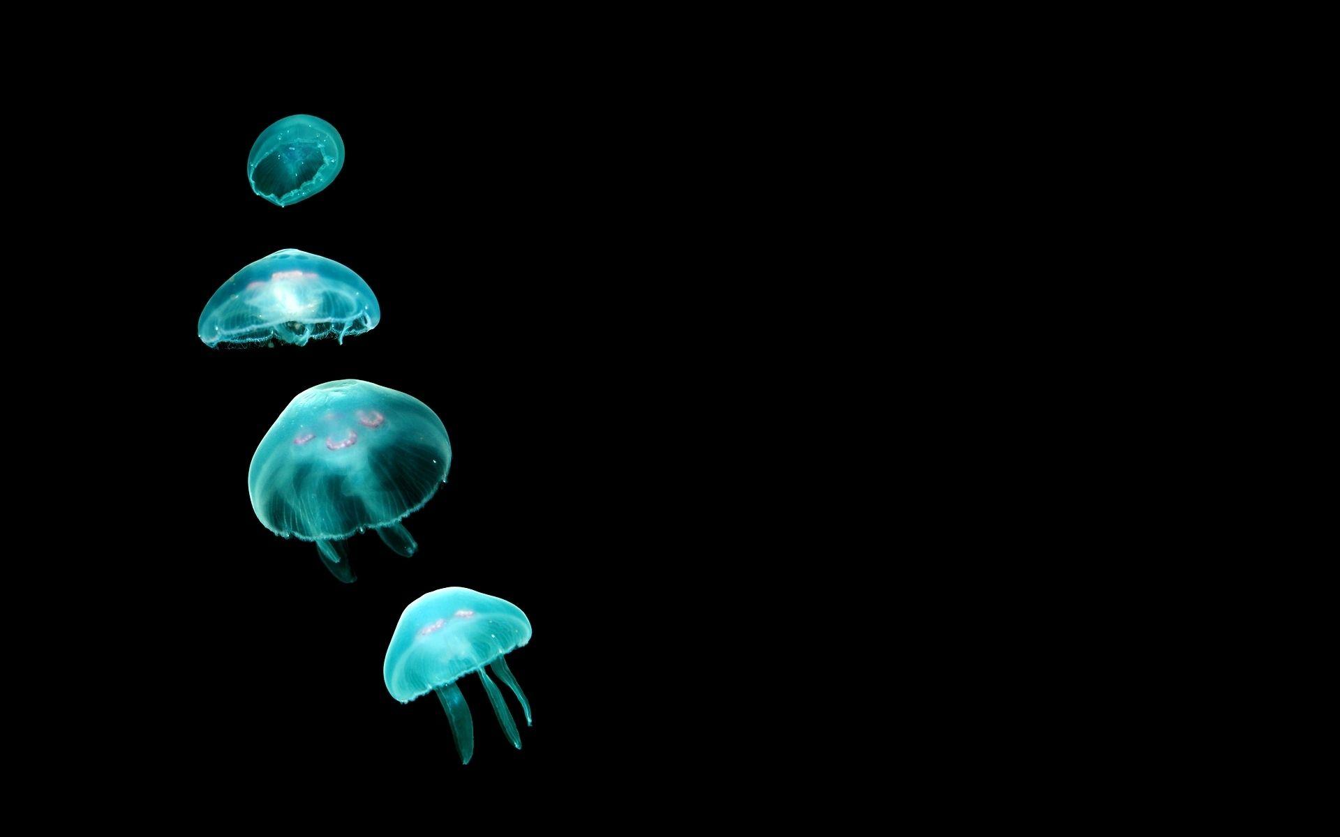 1920x1200 Jellyfish HD Wallpaper